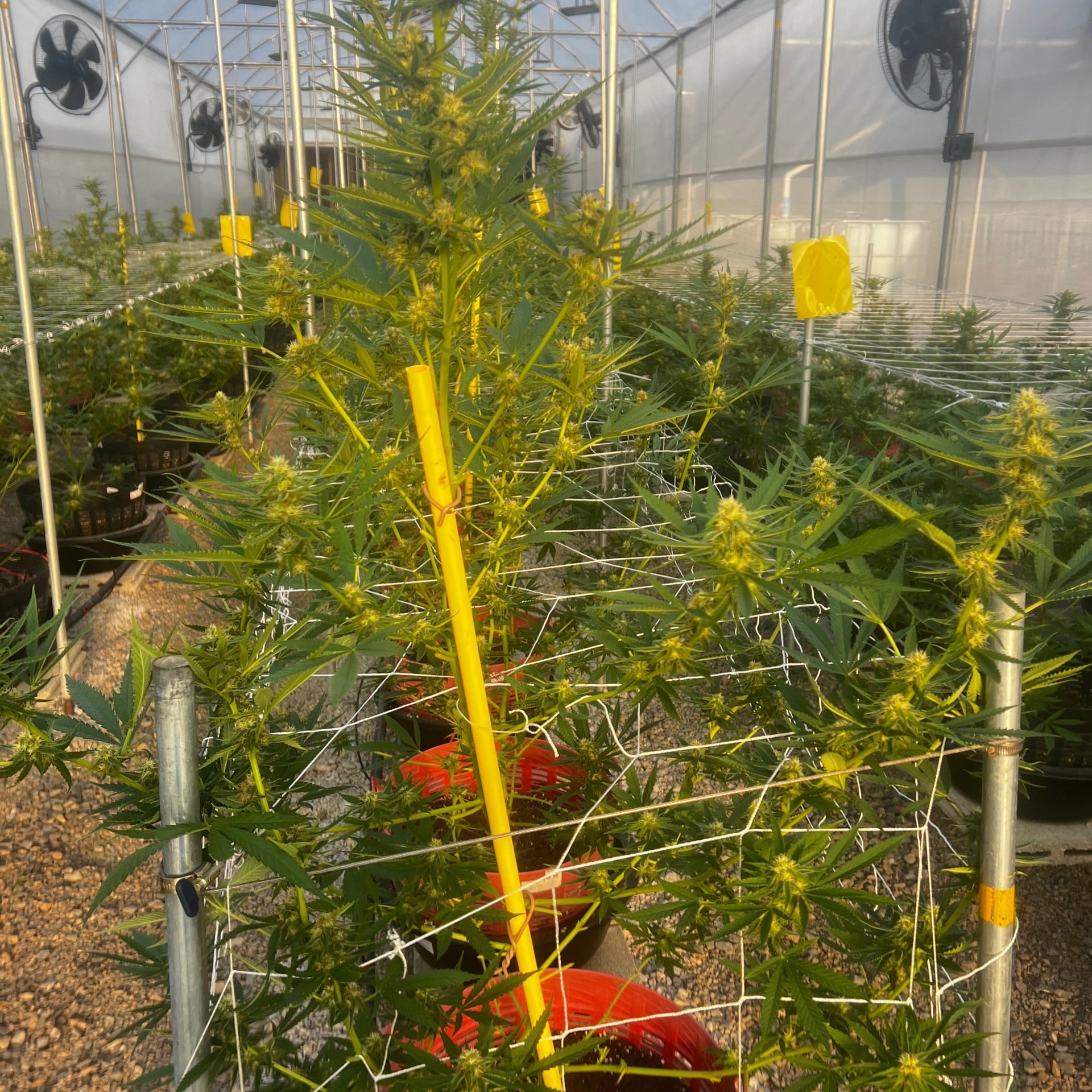 Global Partner Cannabis Farm