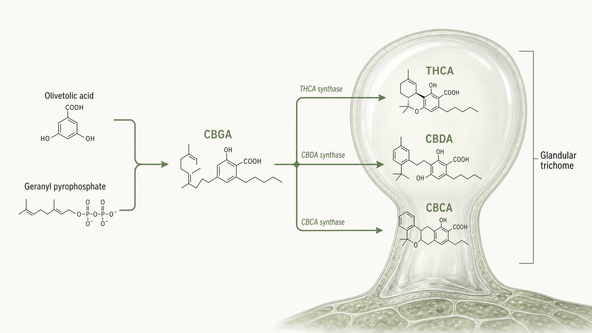 Diagram of cannabinoid biosynthesis showing CBGA branching to THCA, CBDA, and CBCA in a trichome.