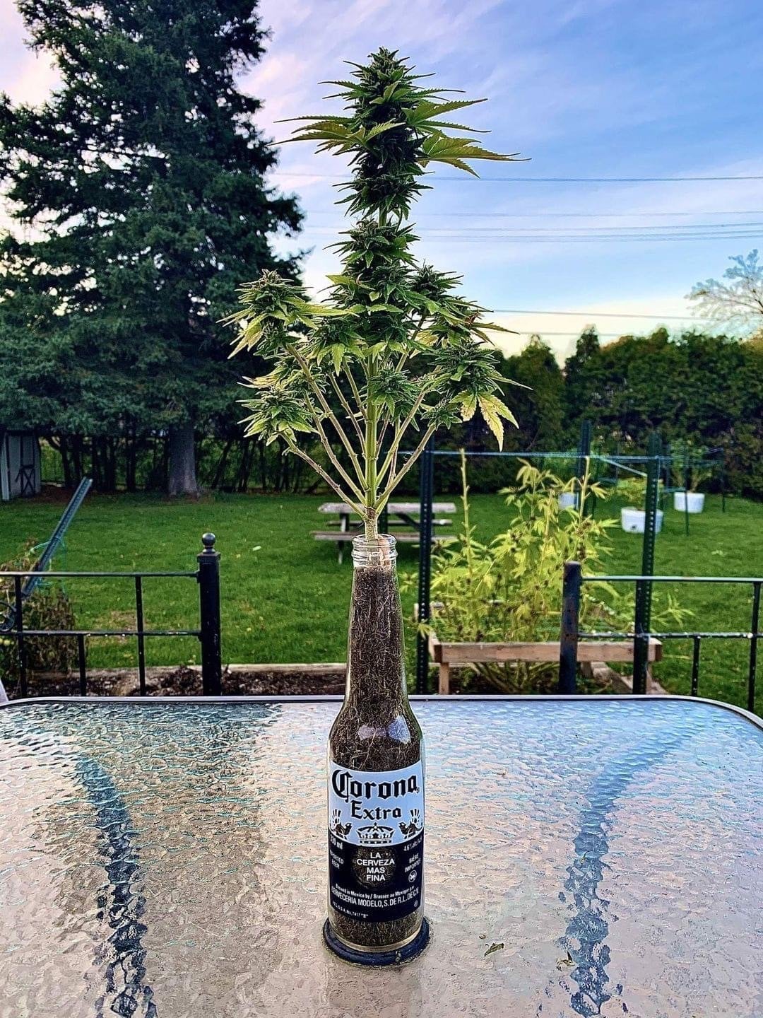 Royal Weed Heaven
