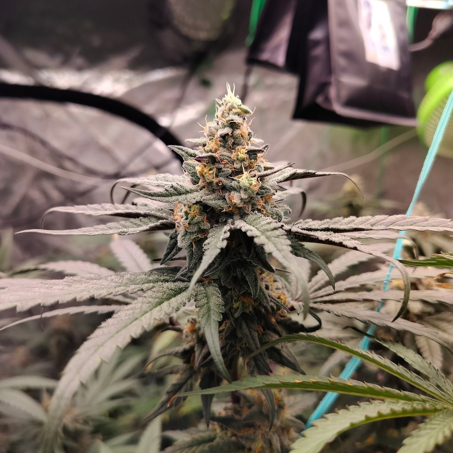 World Of Cannabis Permpoolsub420