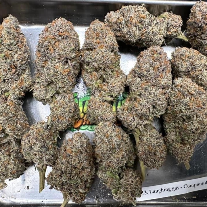 Kush Queen Og-indoor Air
