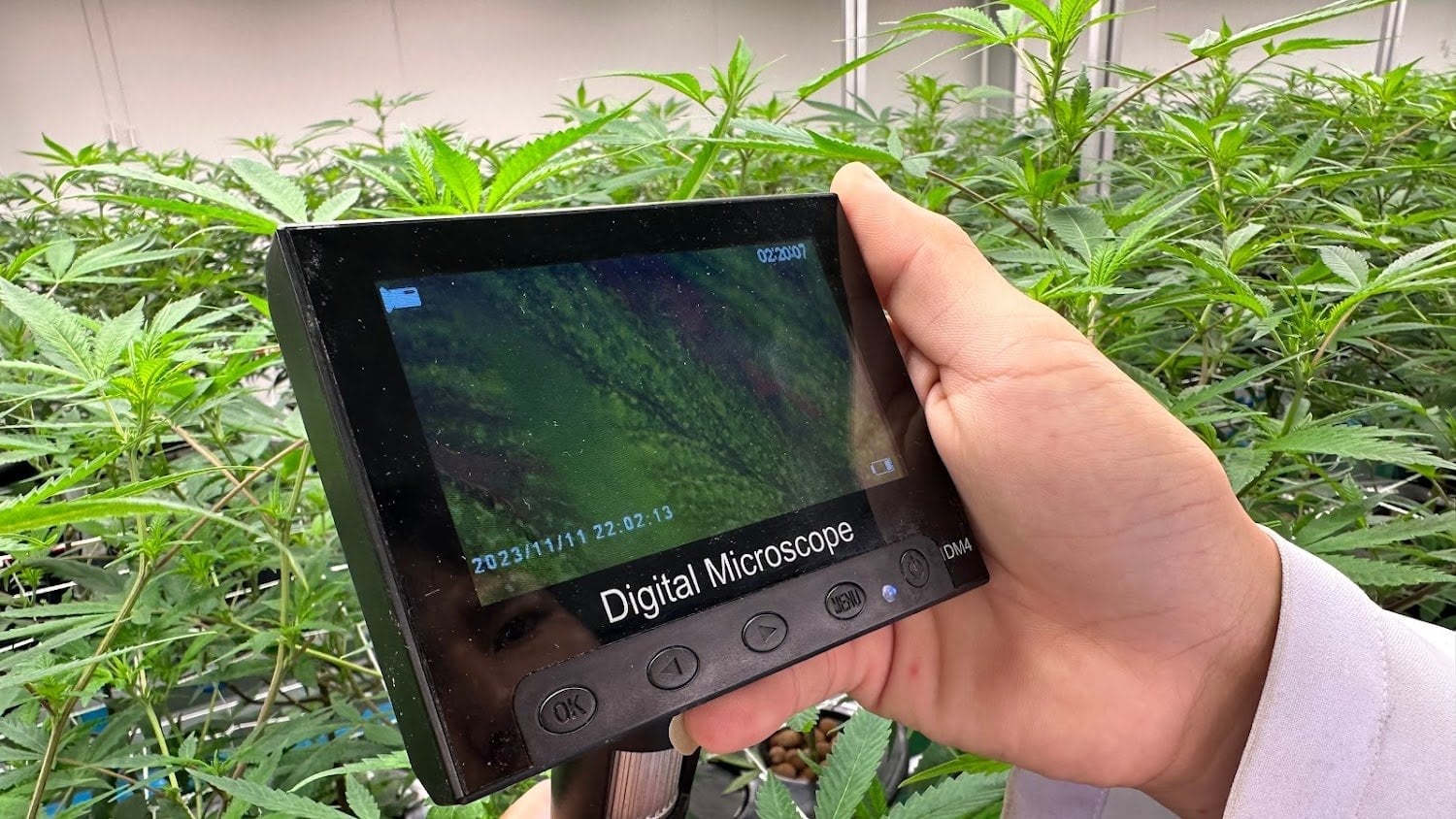 The Right Global Trading Co.,Ltd. RGTcannabis Farm