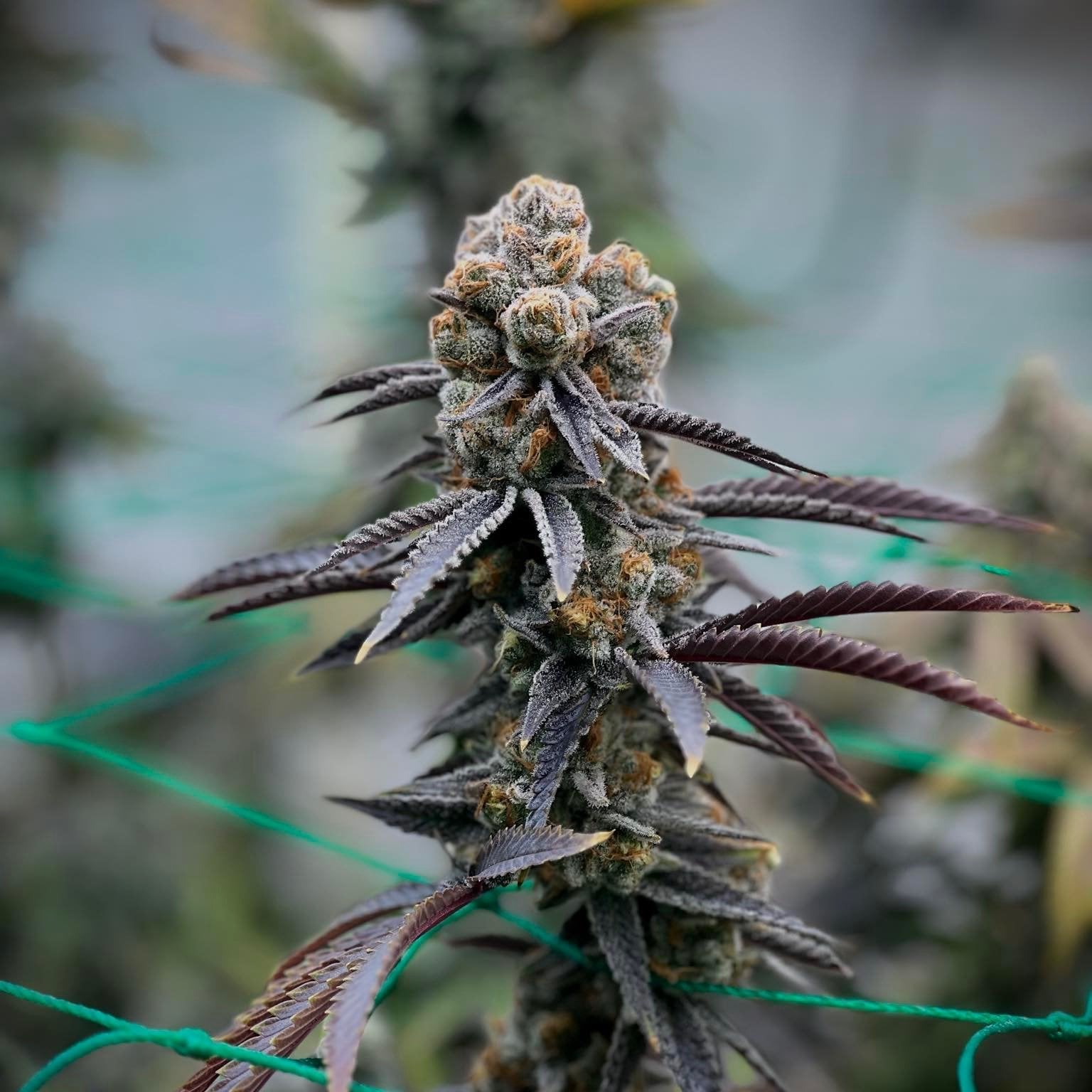 Koko Organic