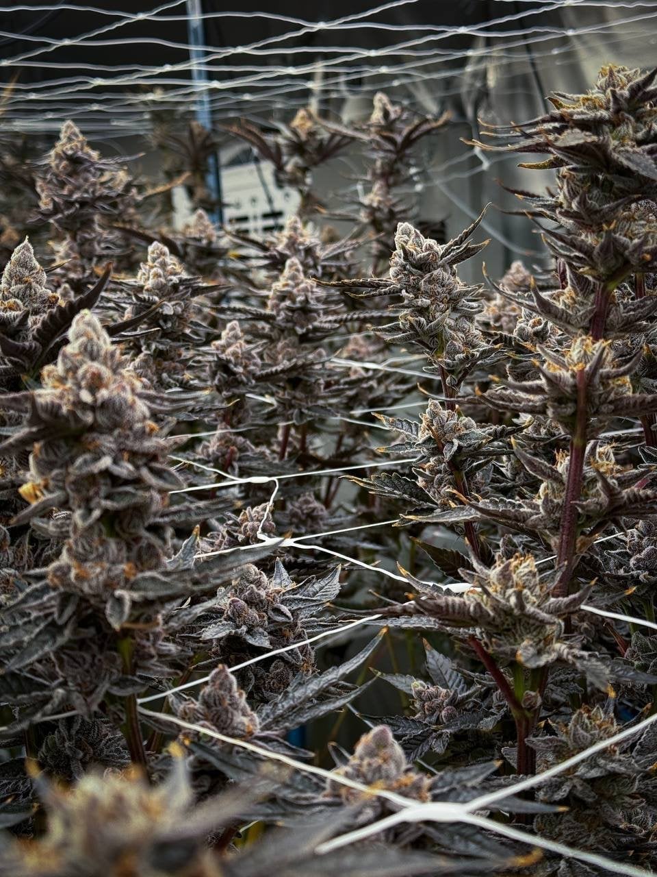 Cannabis Island. Karon