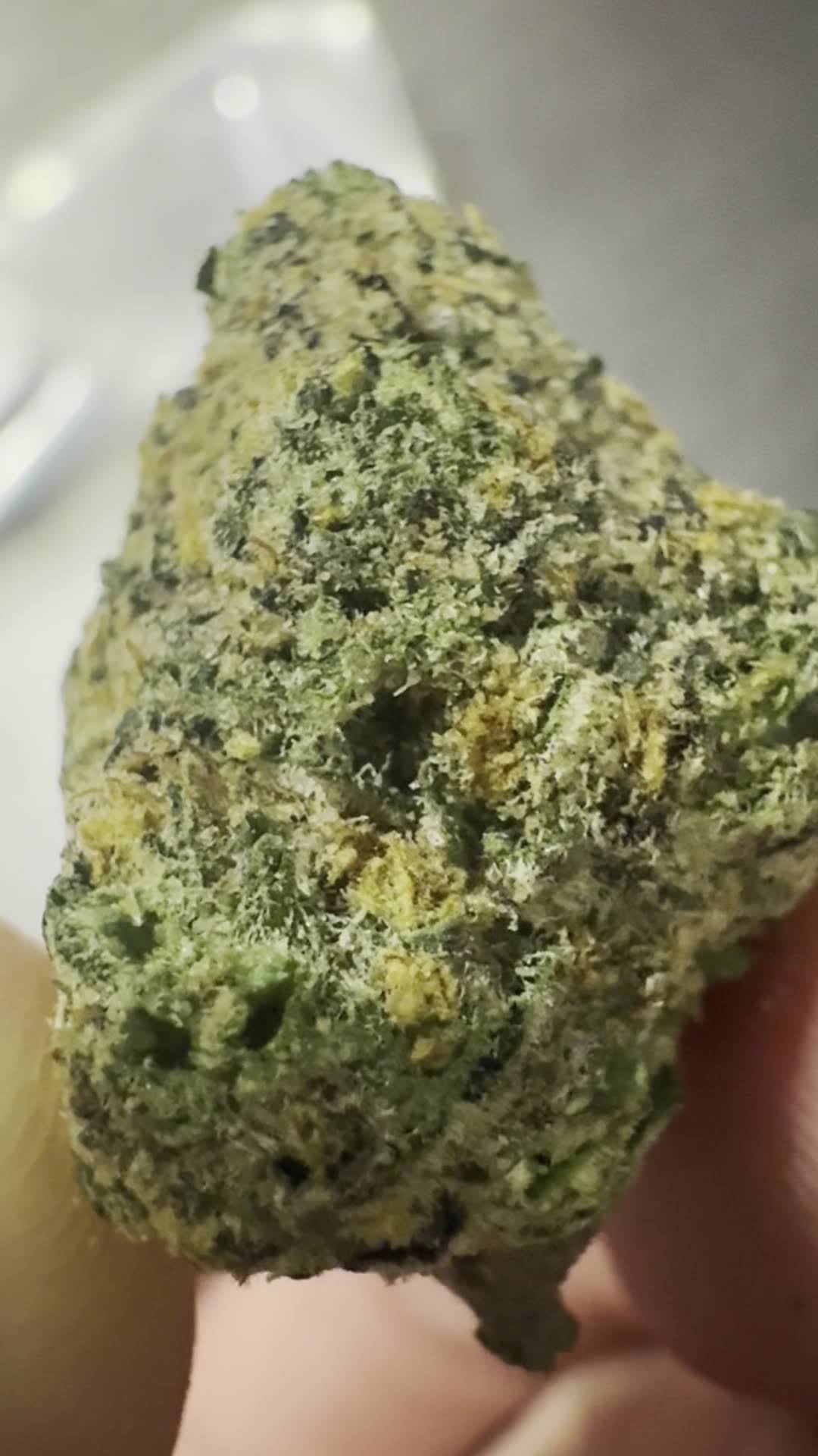 The Sniffer Boy Cannabis