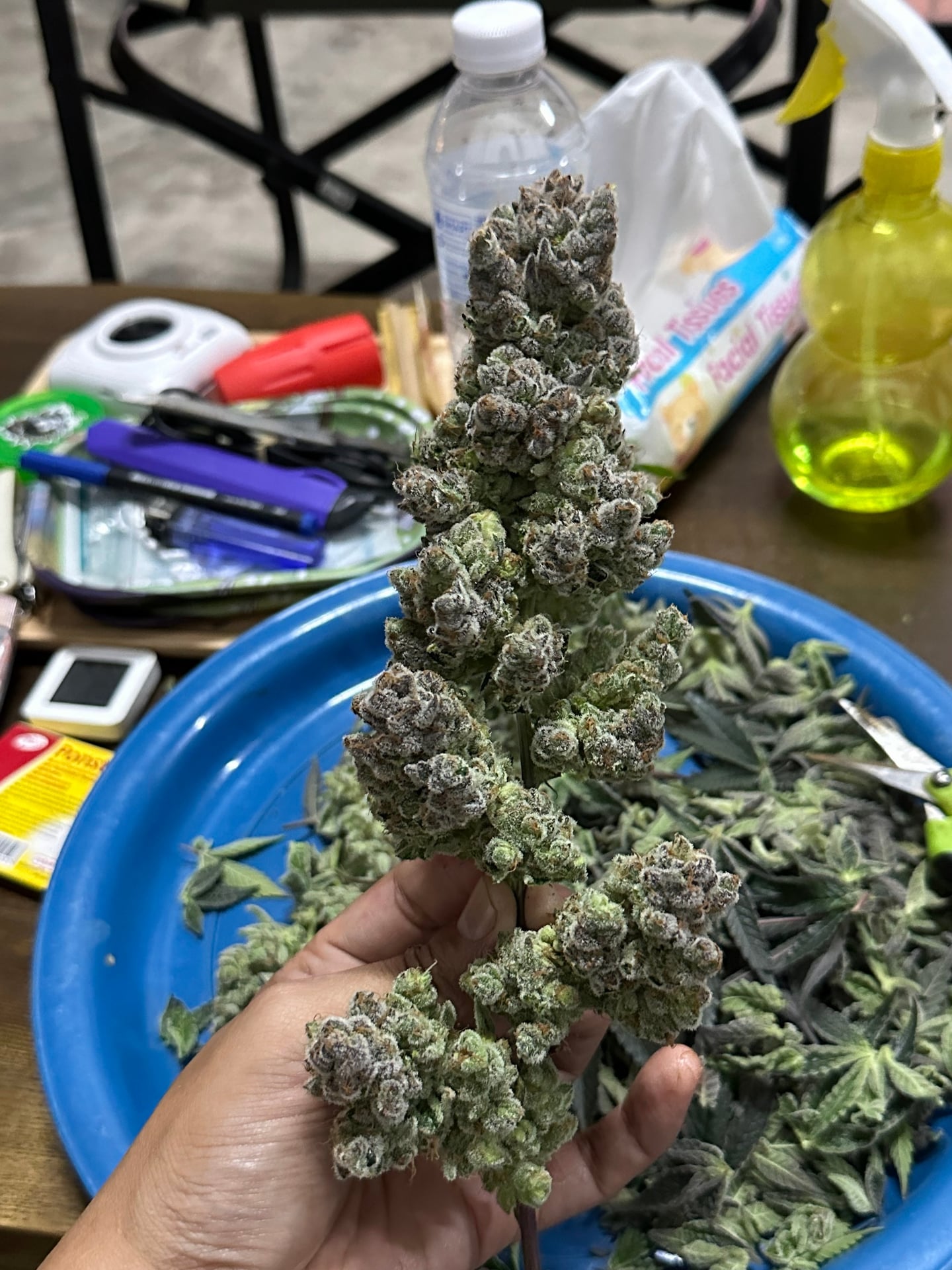 PJB Weed Aholic