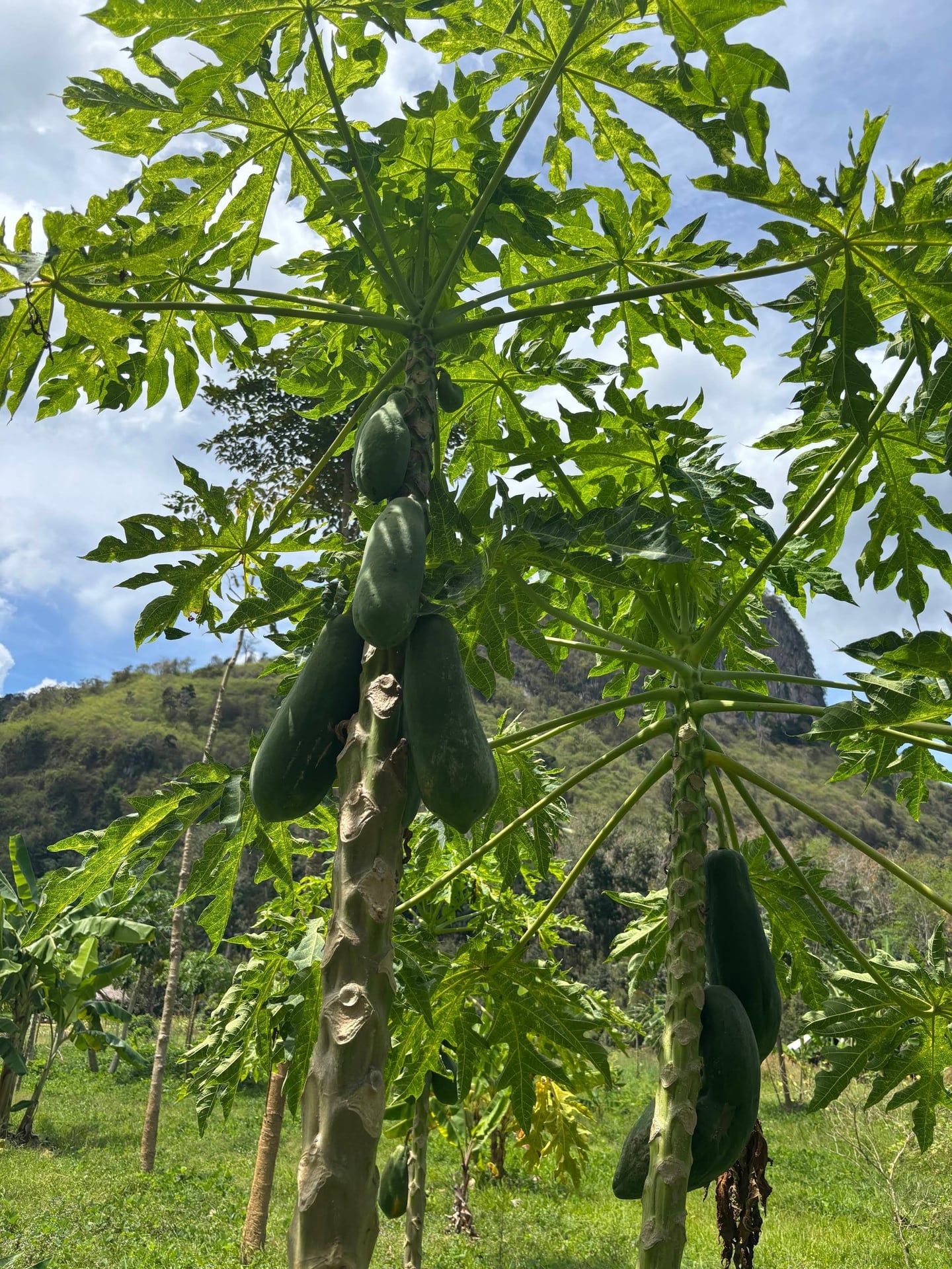 Rata Plennet Bio Organic Farm