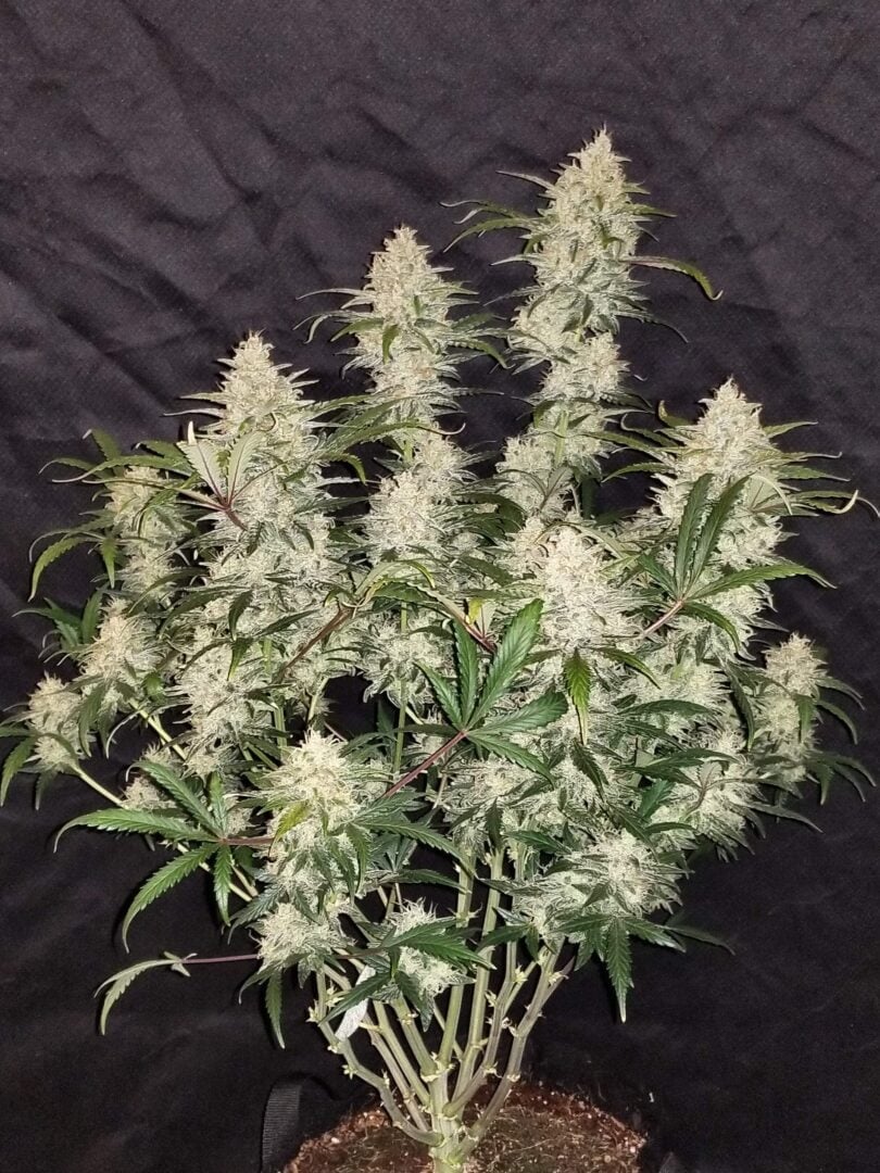 Cannabear