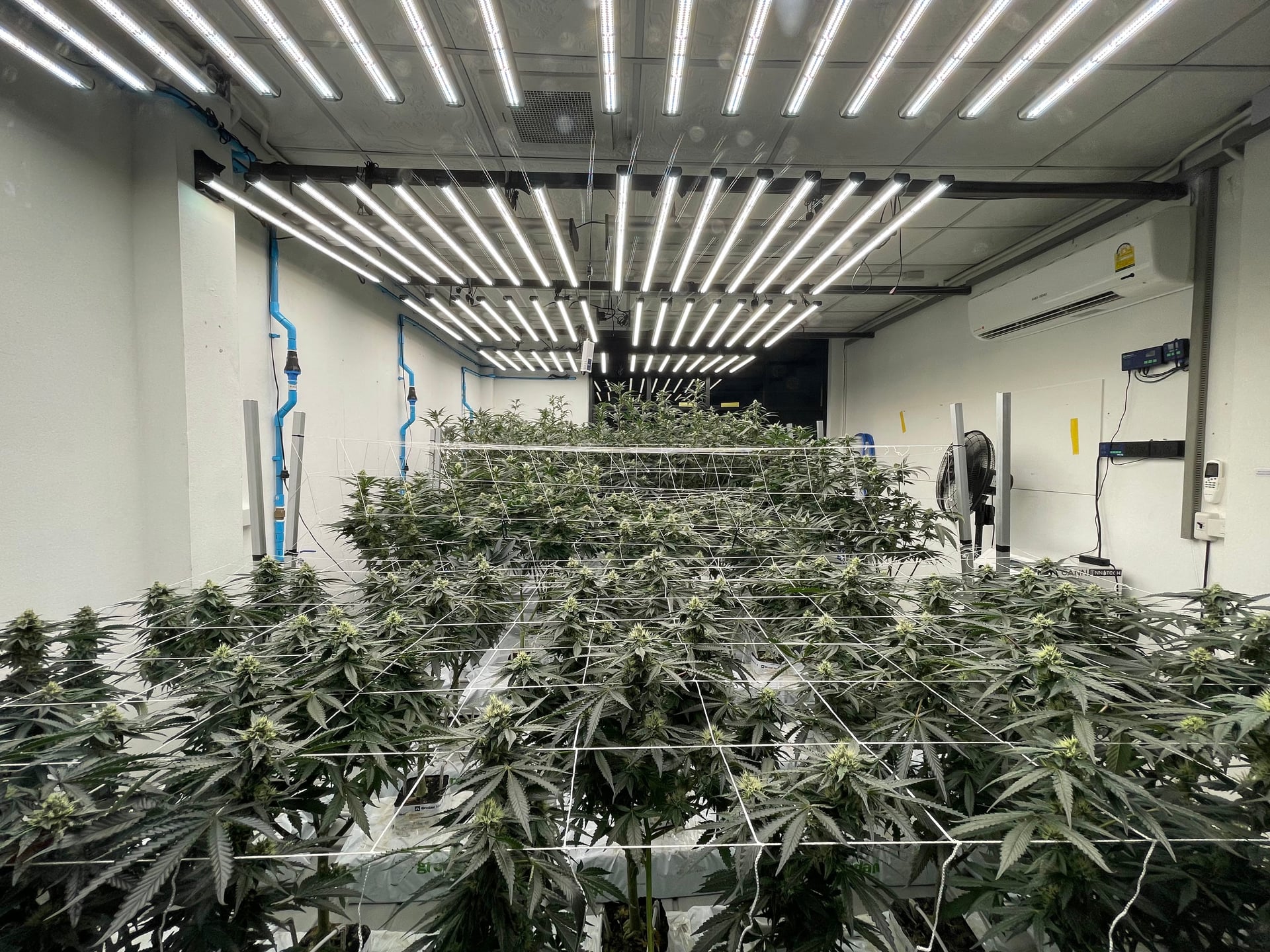 CannDeeBiz