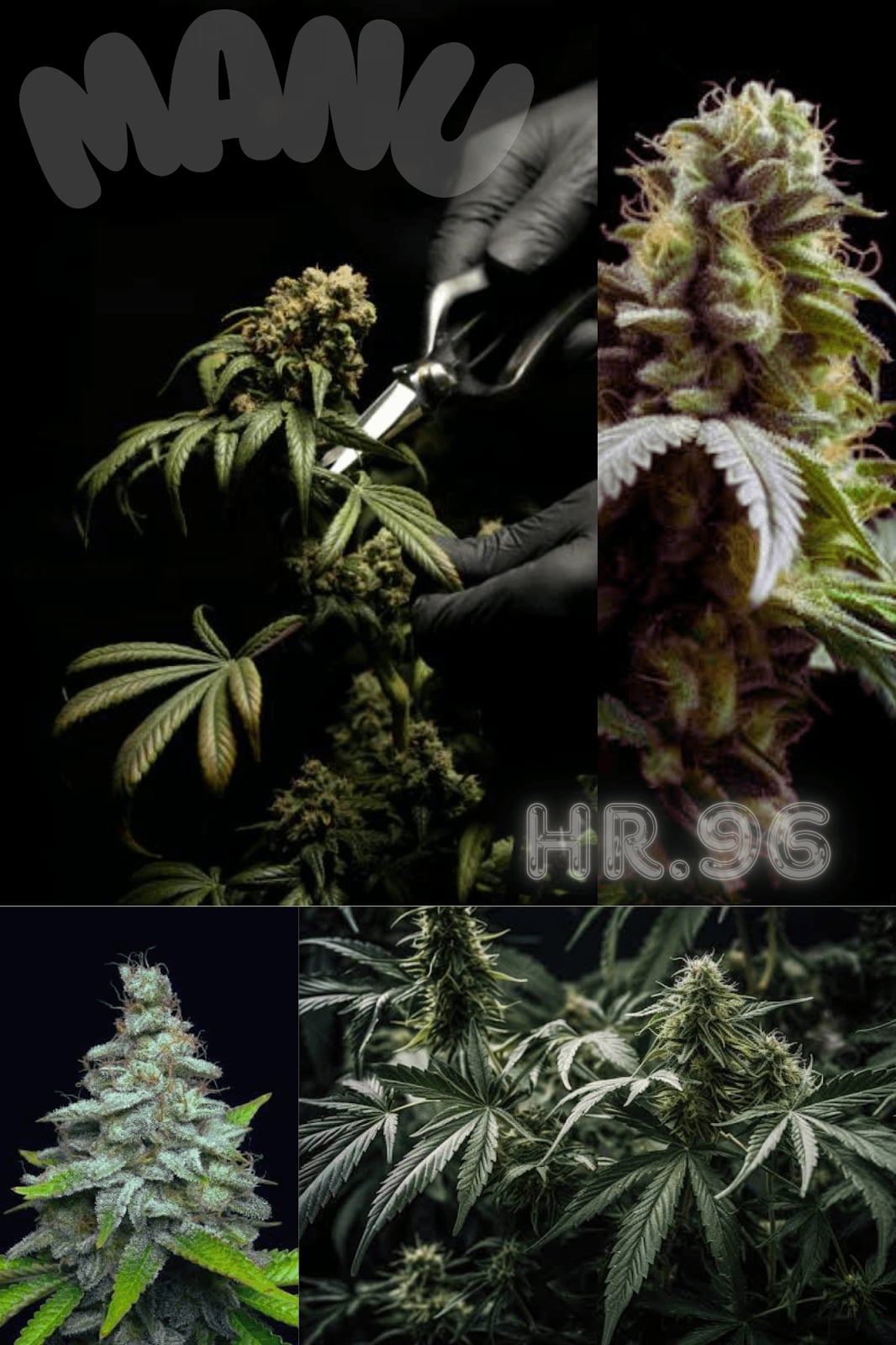 Cannabis Hr.96