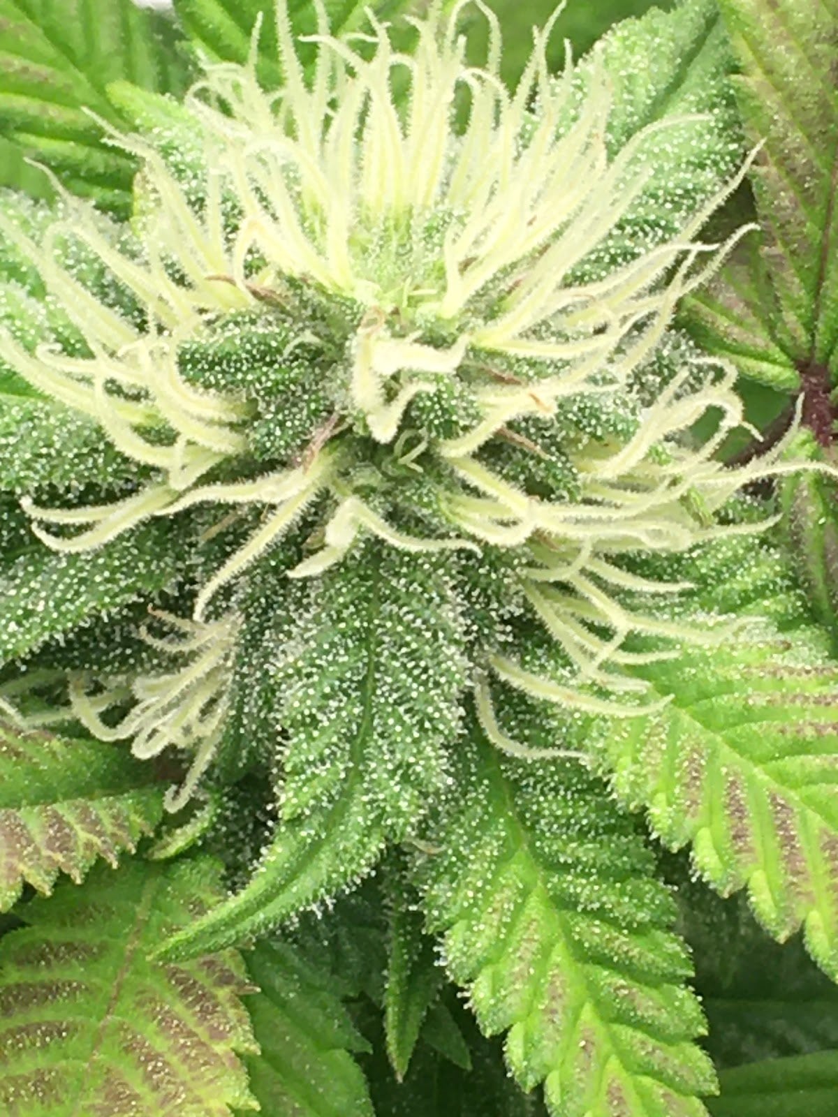 KT Cannabis Cafe & Farm In Chonburi