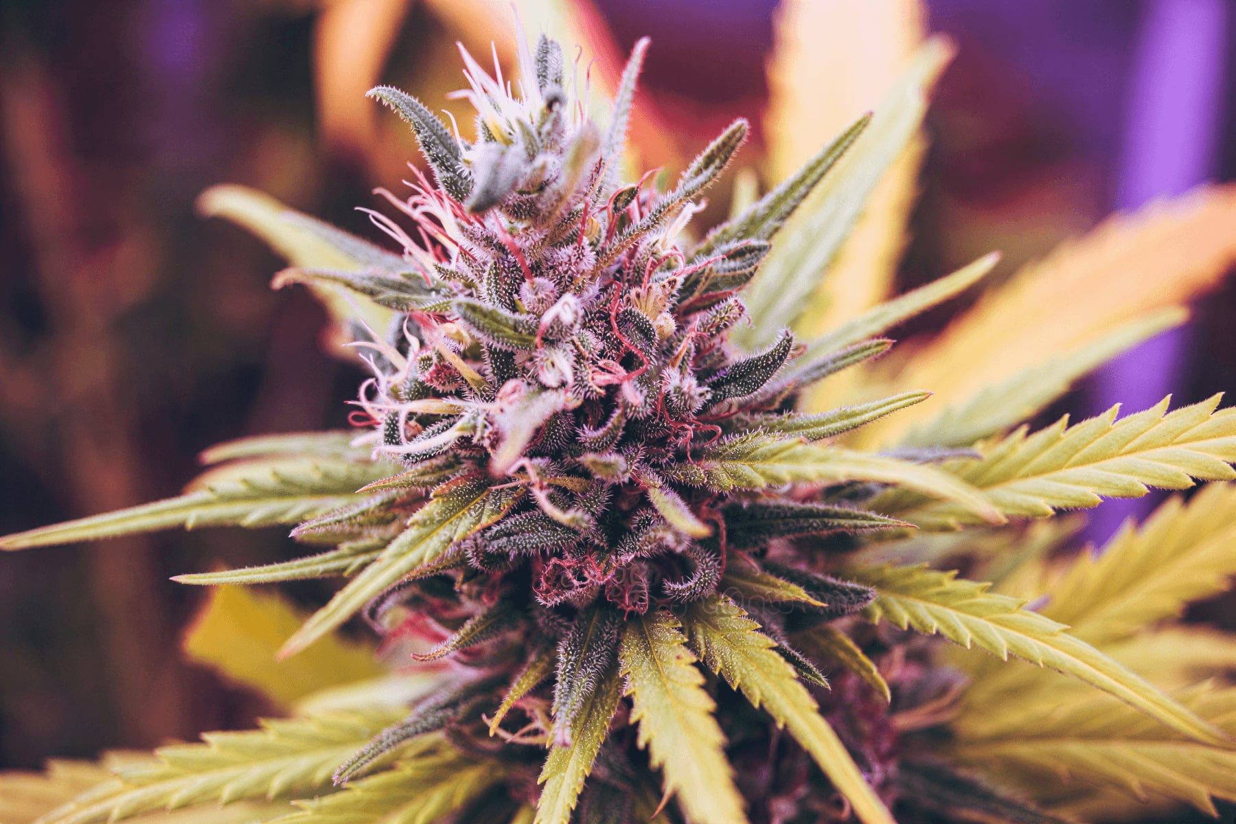 Cannabis Club Wattenscheid e.V
