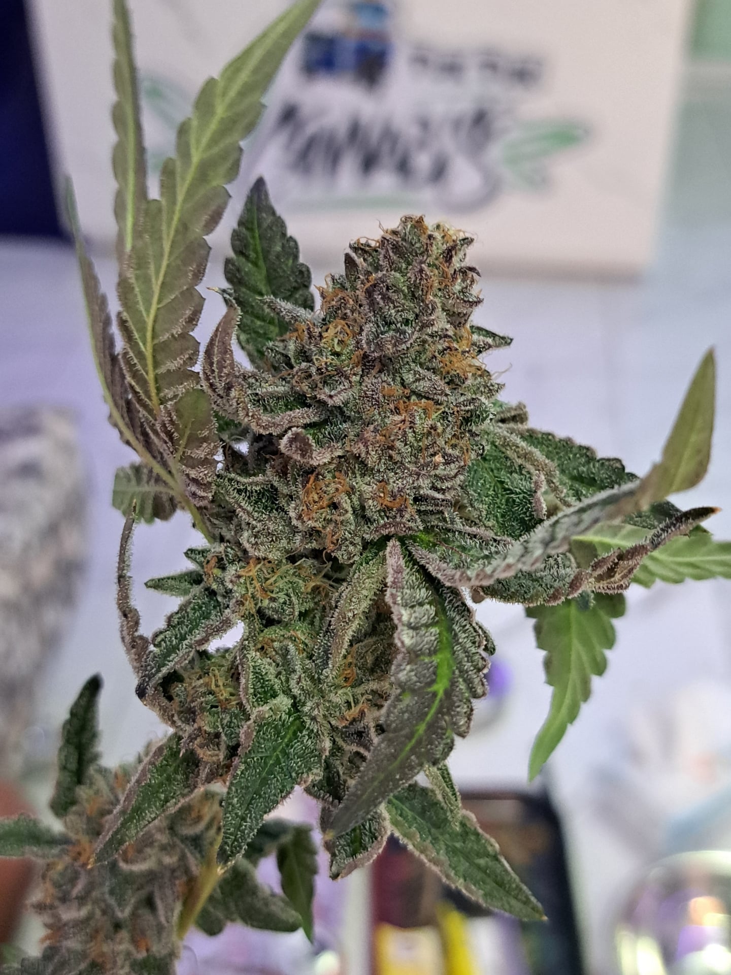 Tuk Tuk Cannabis