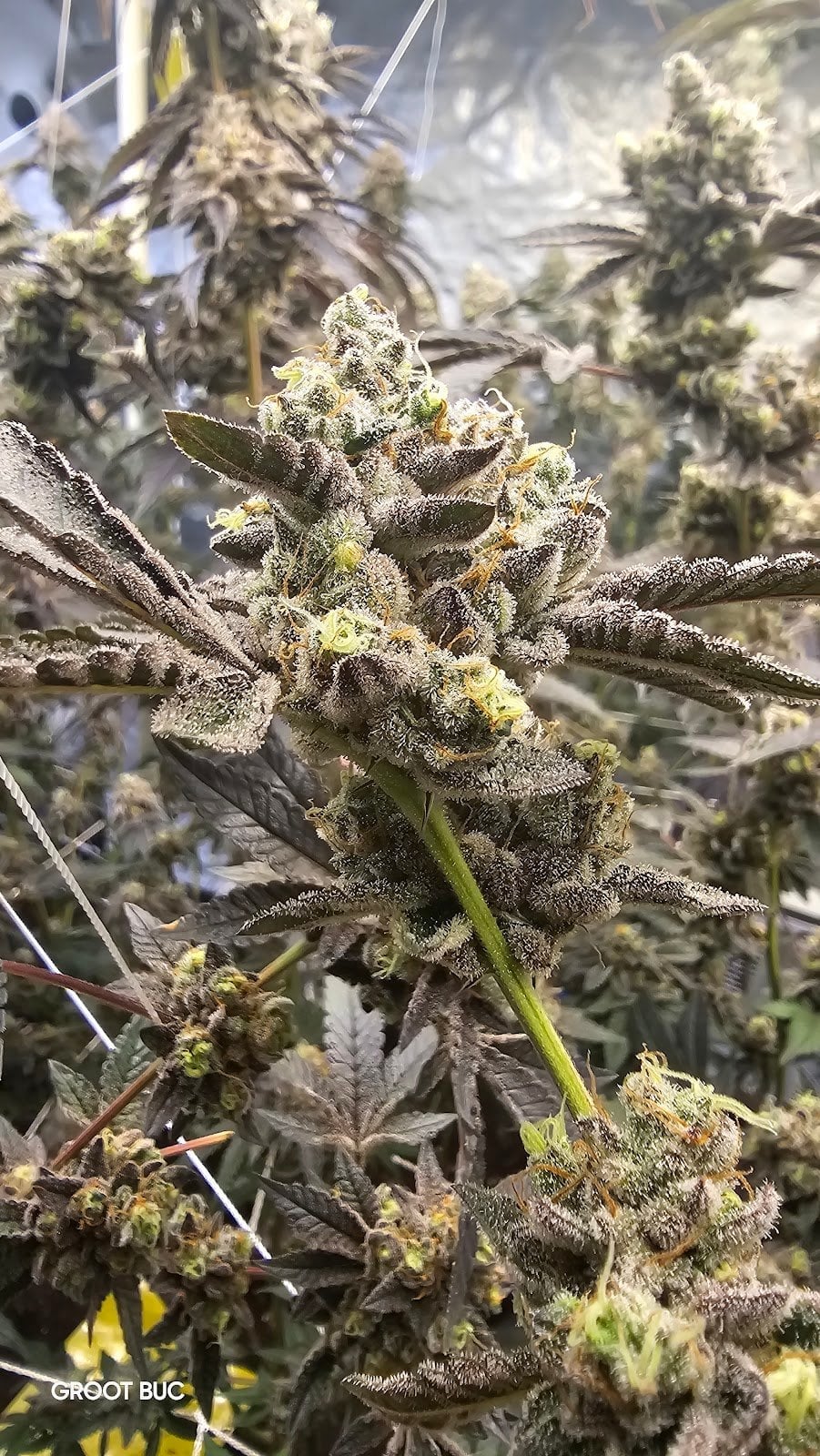 Groot Buc