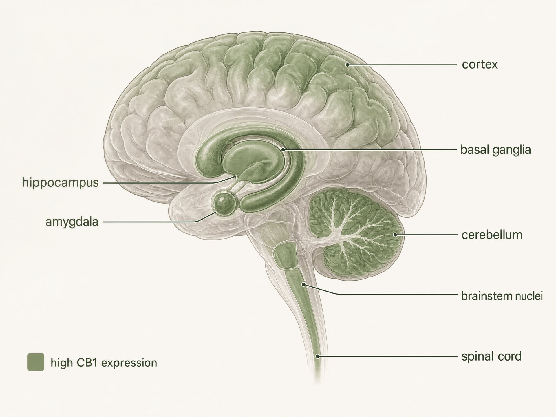 Anatomical illustration of the brain and spinal cord highlighting regions with high CB1 receptor expression.