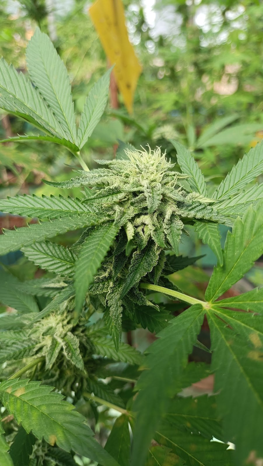 Hug Cannabiz