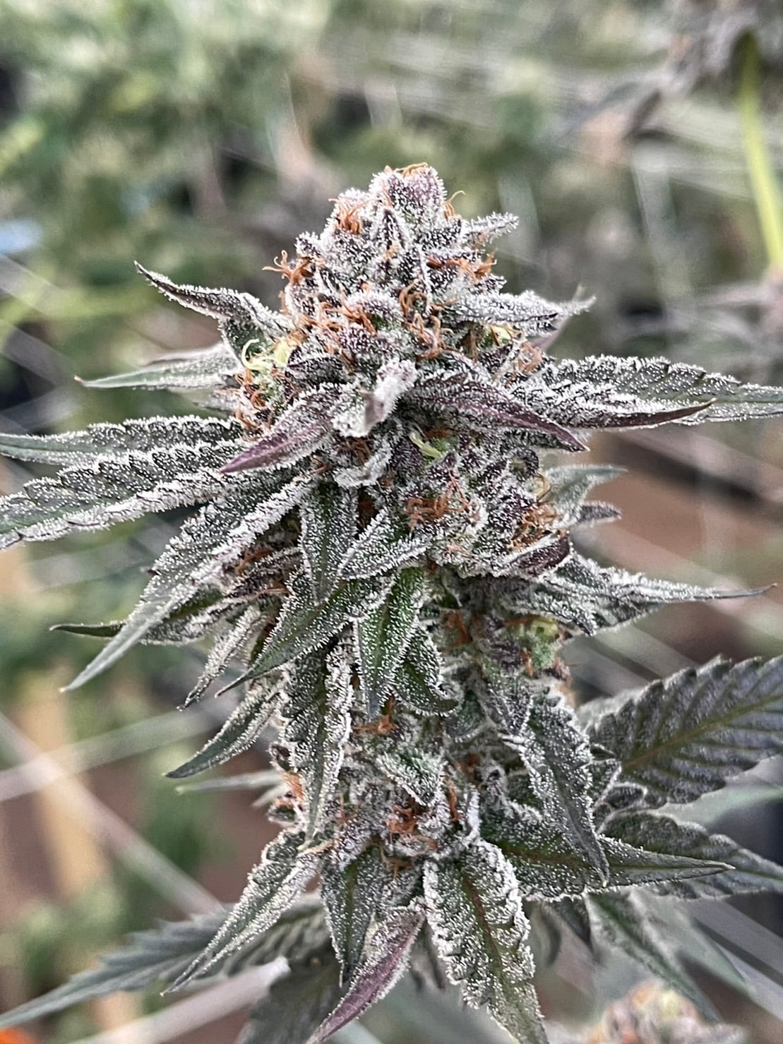 Tha Bo Greenery Ganja Farm