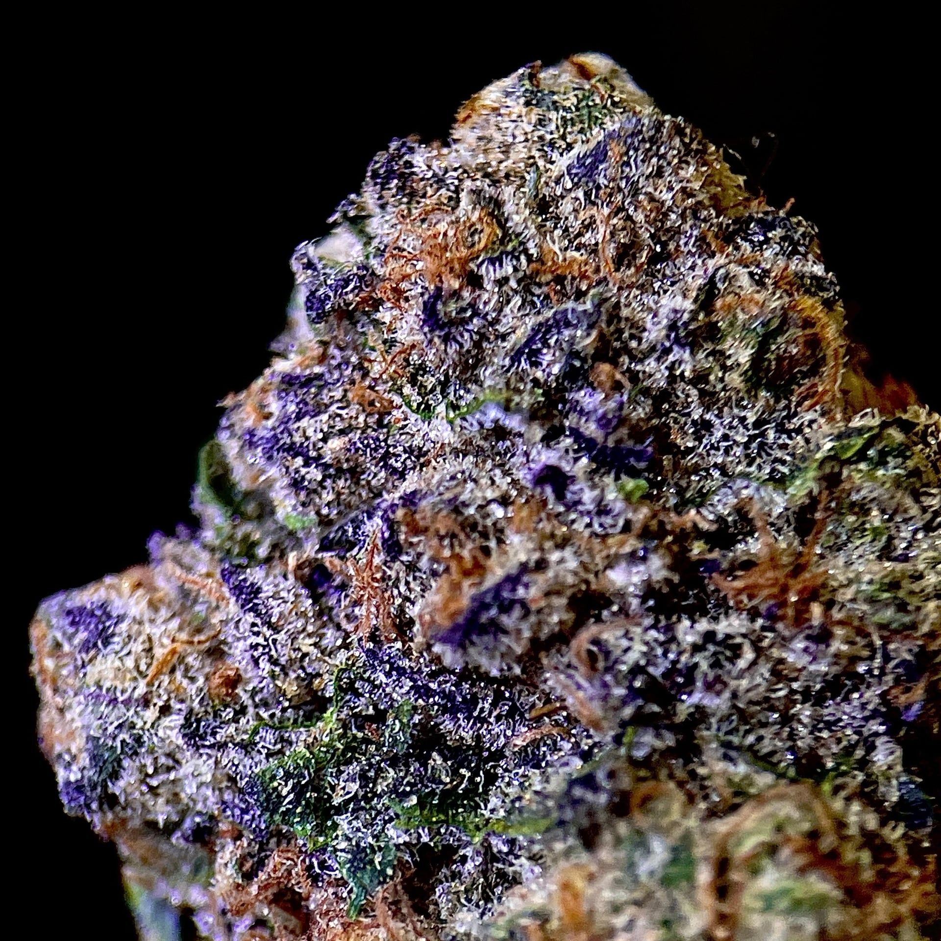 Cannabear