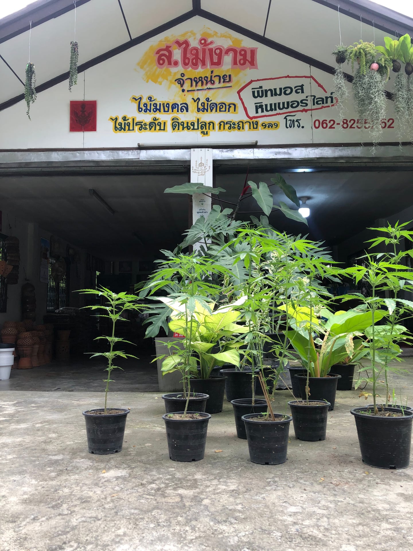 SKP Cannabis