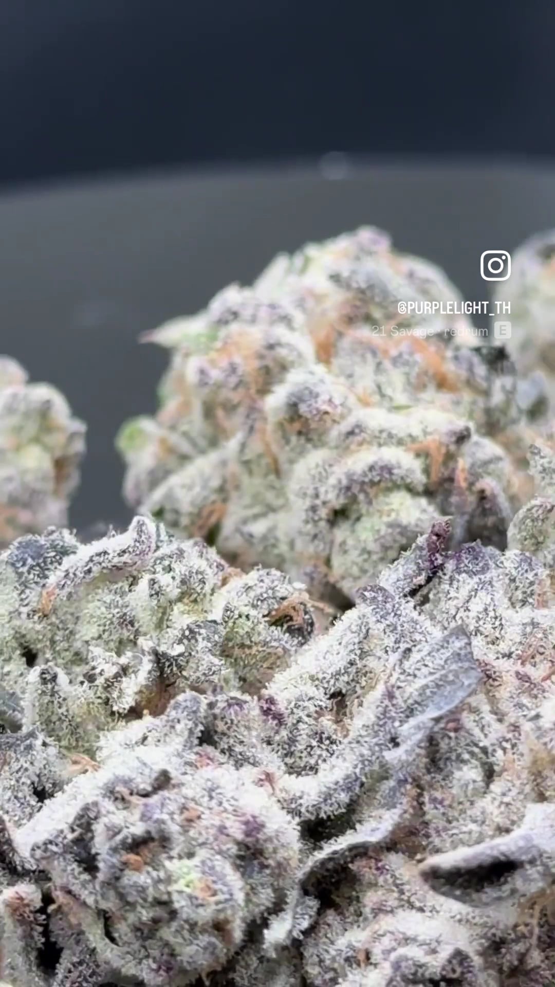 Purple Light & Weed Shop & Jomtien Weed