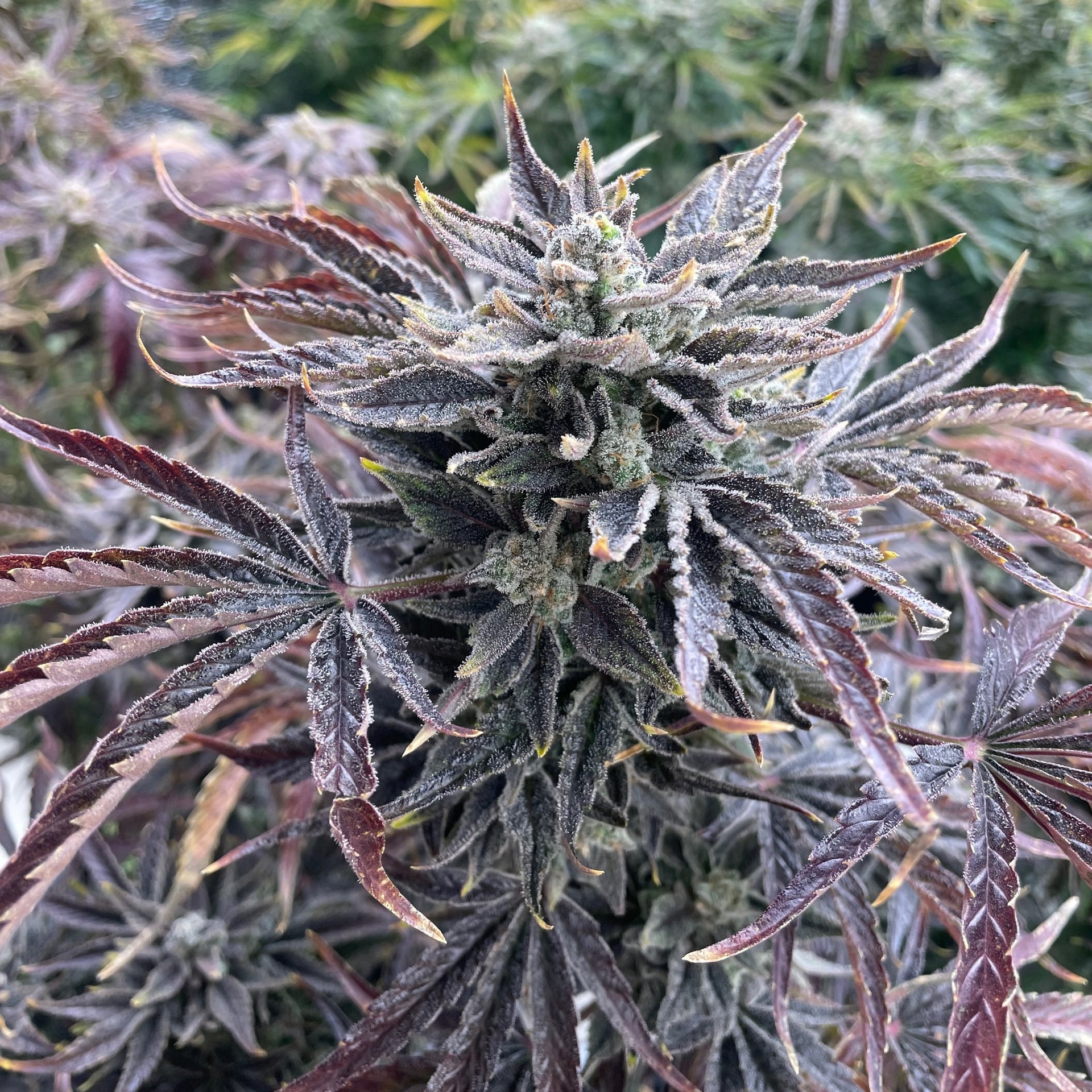 SayHigh Cannabis Shop Koh Lanta