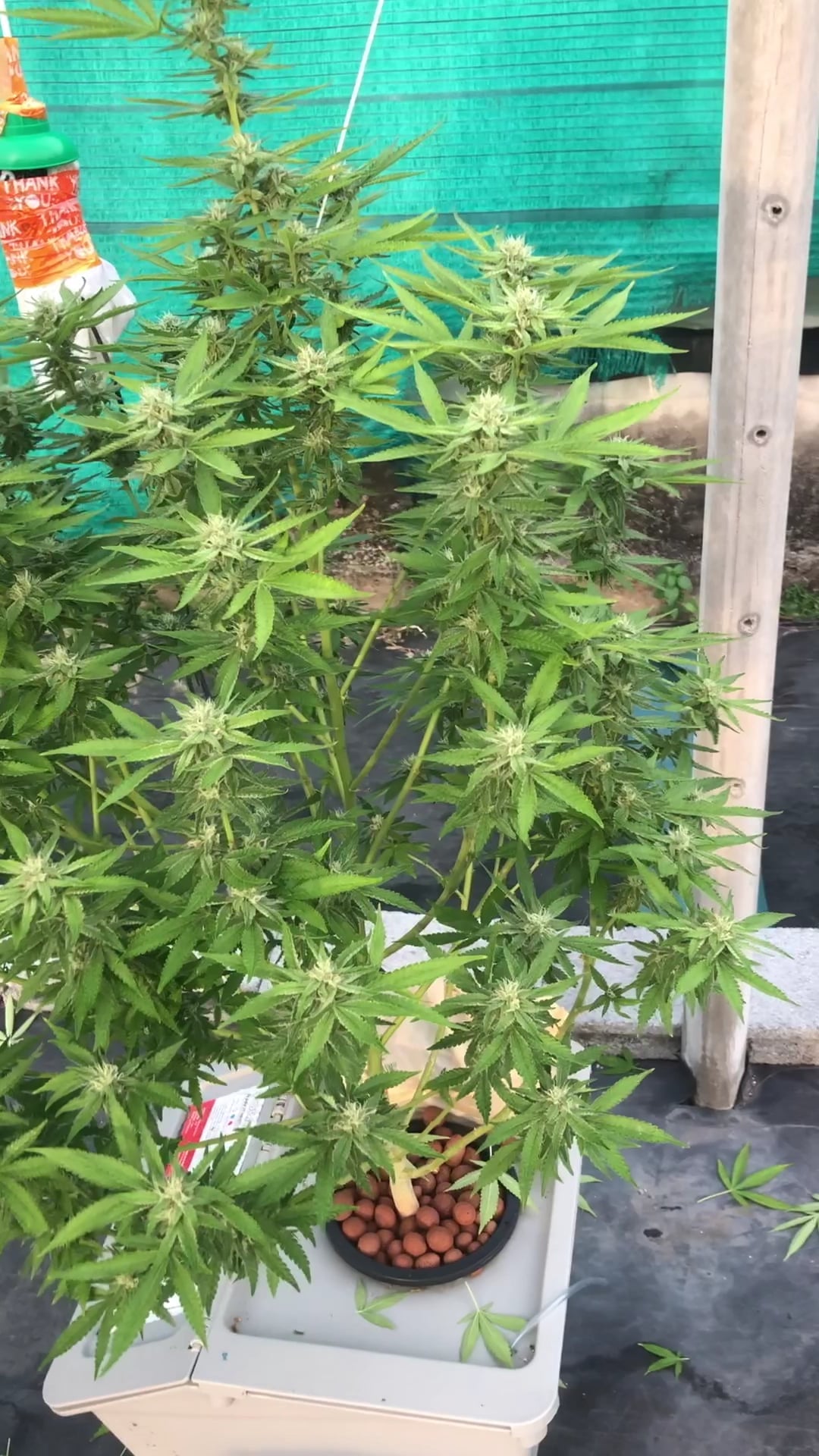 Cannabest Weed Shop Hatyai