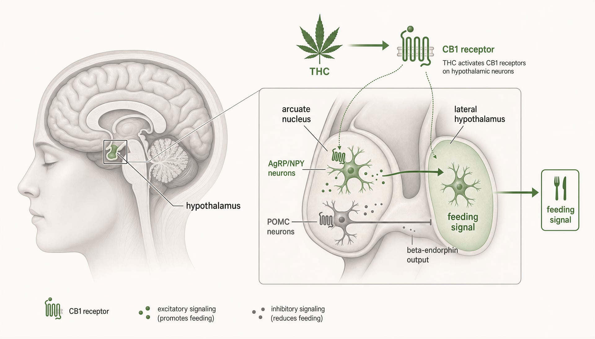 Cannabis и аппетит: THC, CB1 и приступы голода