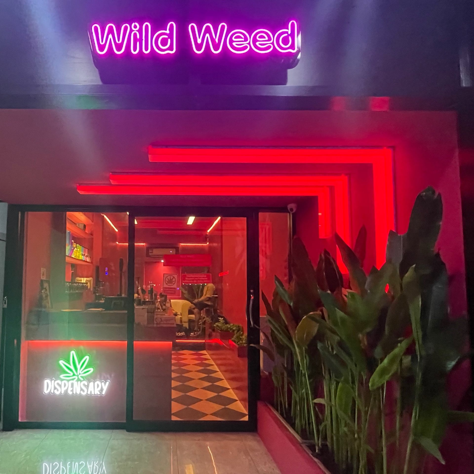 Wild Weed xPATTAYA-JOMTIEN