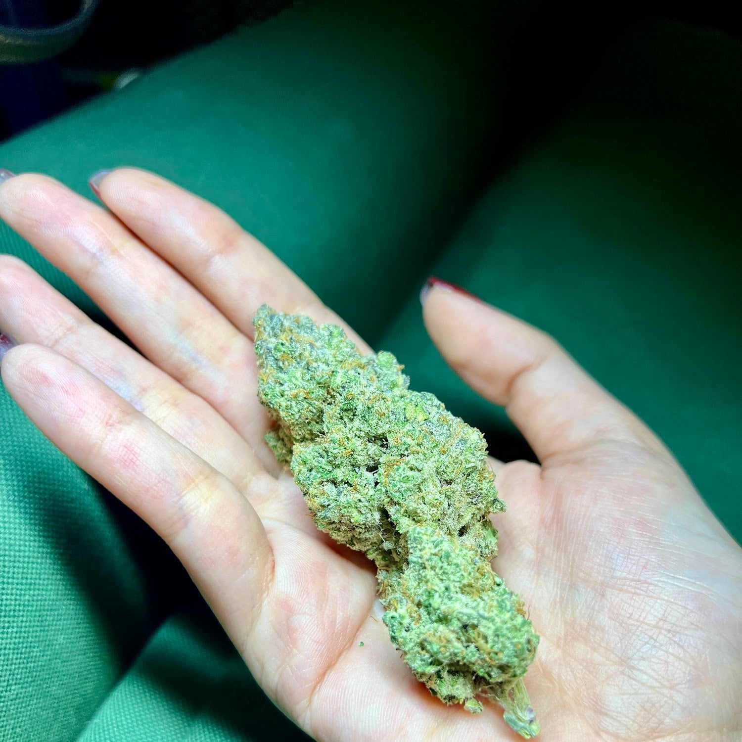 Dr.High Cannabis Store & Farm