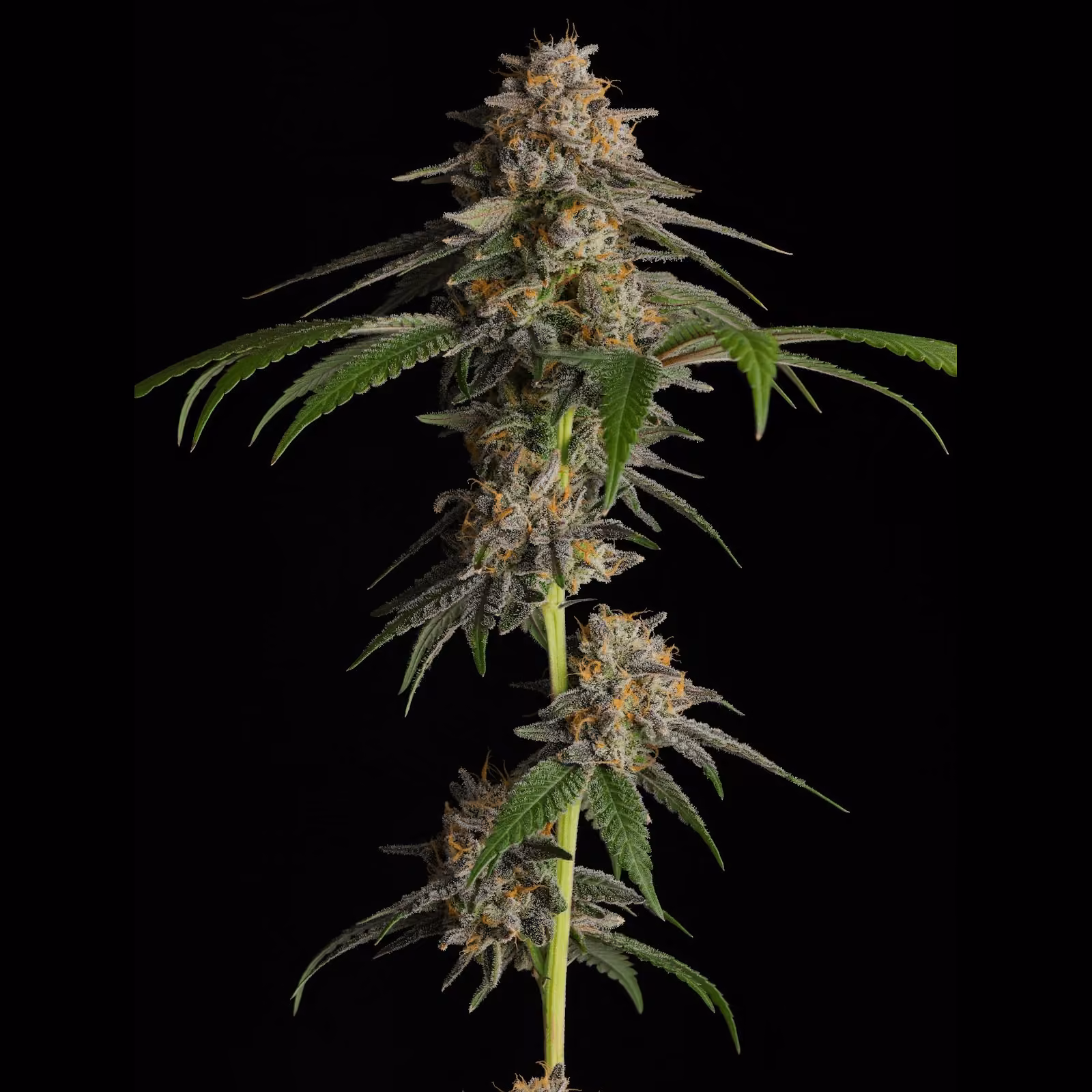 Cannabis Social Club Avanweed X Rich Garden in Sai Buri logo
