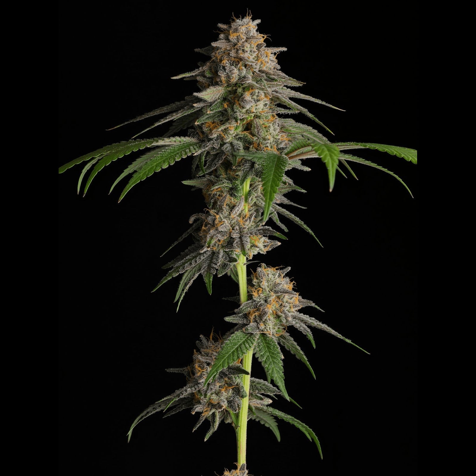 Cannabis Social Club Avanweed X Rich Garden logo