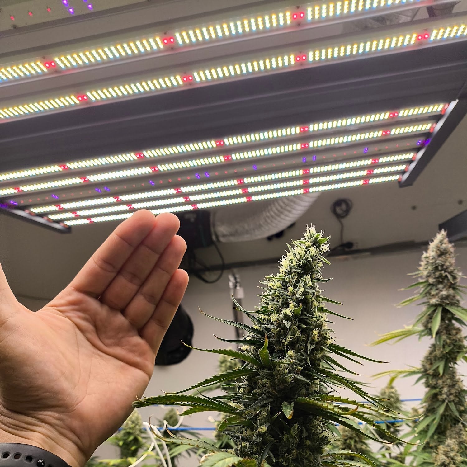 Cannabis Store Ampai