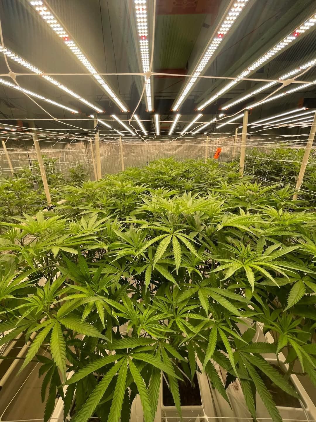 Grow & Grin - Cannabis Friends