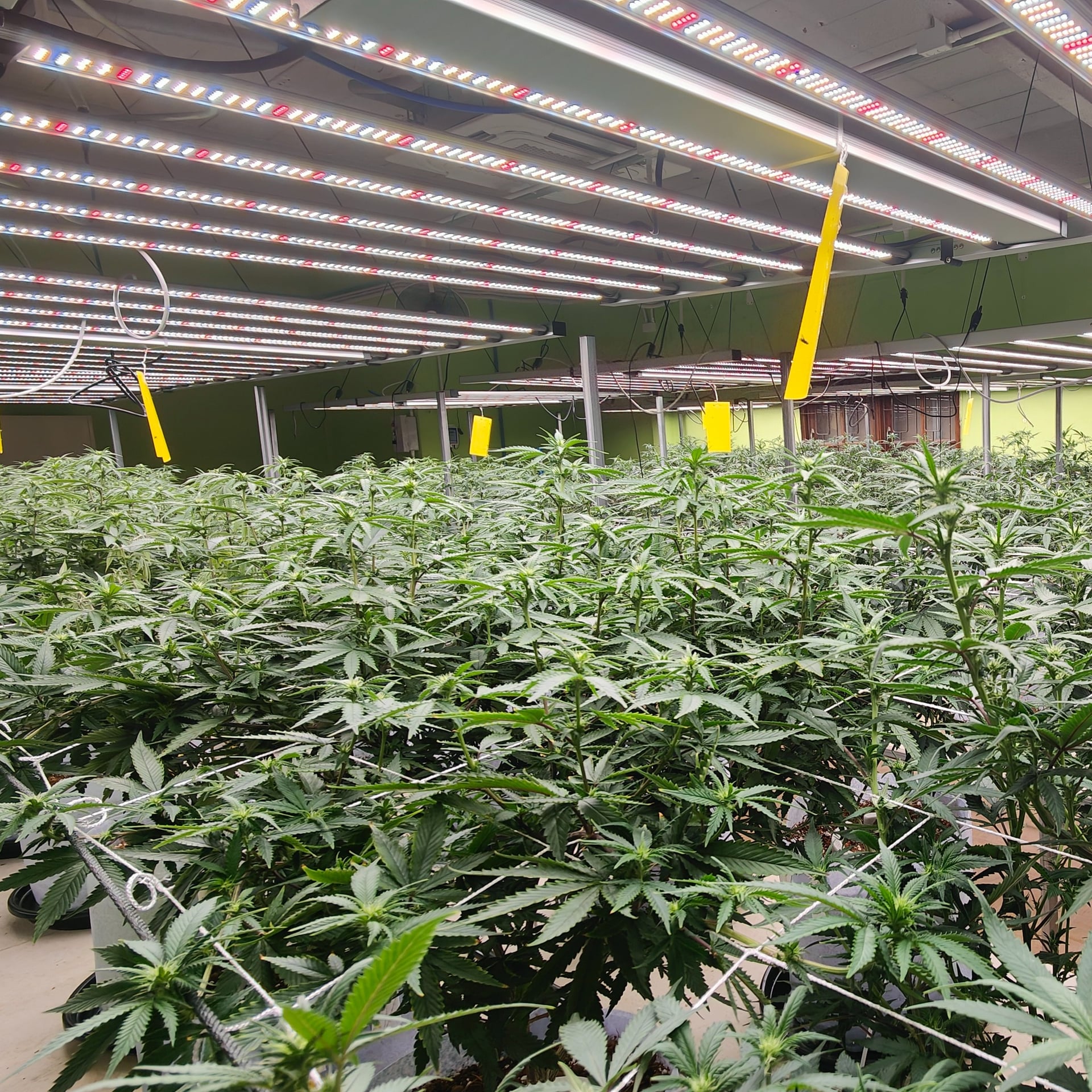 Master Bloom Phuket - Shop & Farm