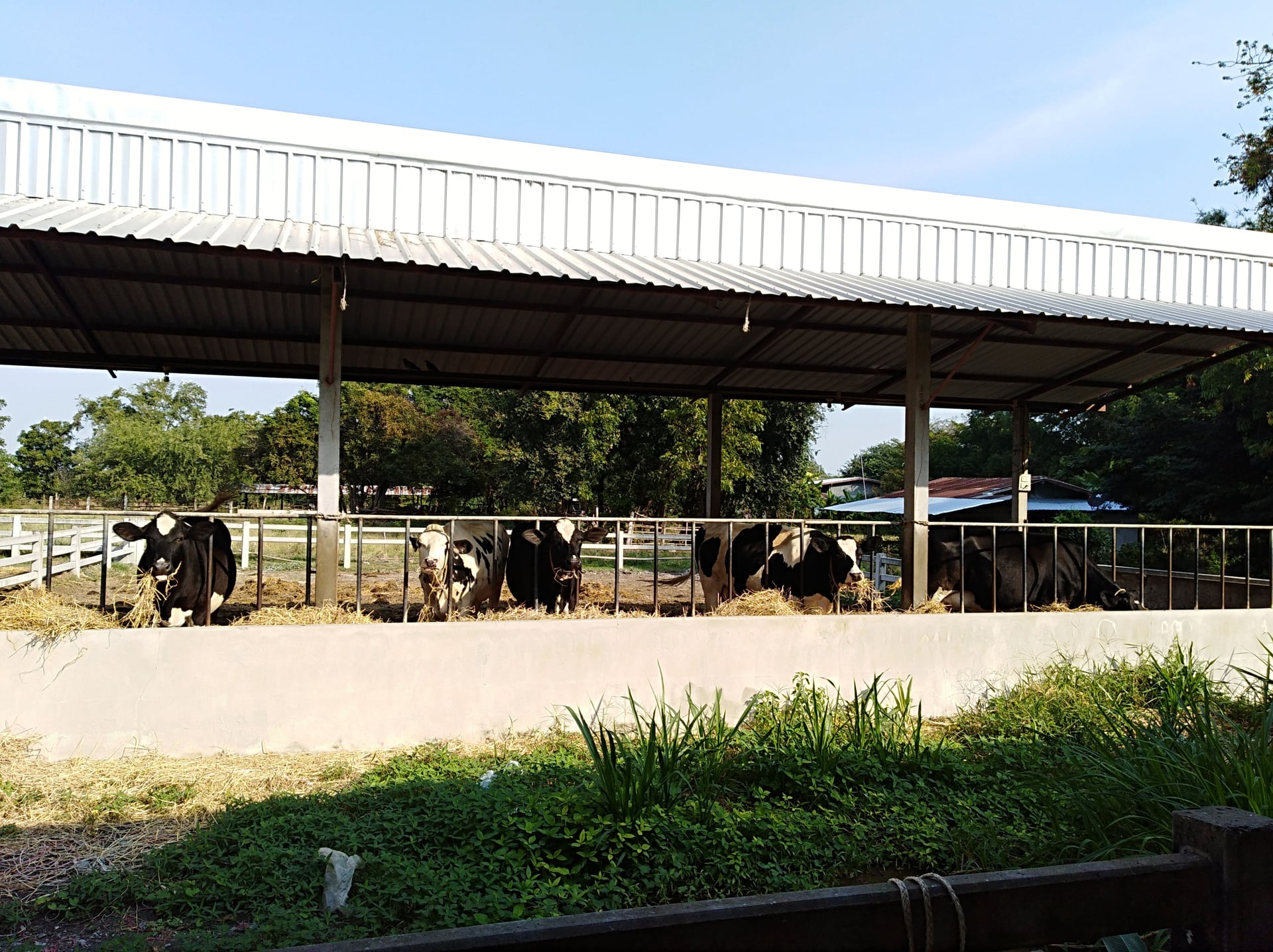 Meechai Farm