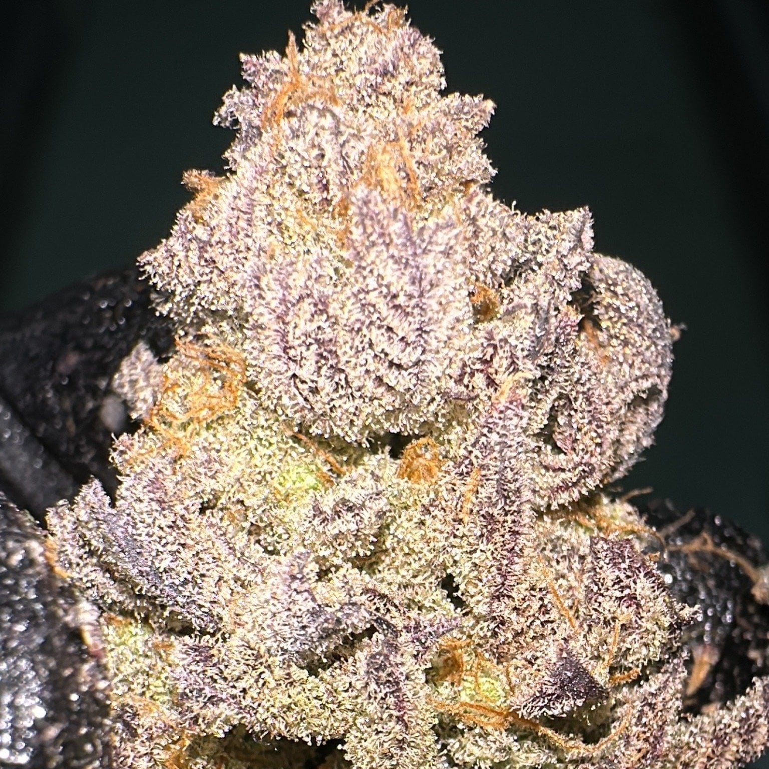 Gunpala Cannabis