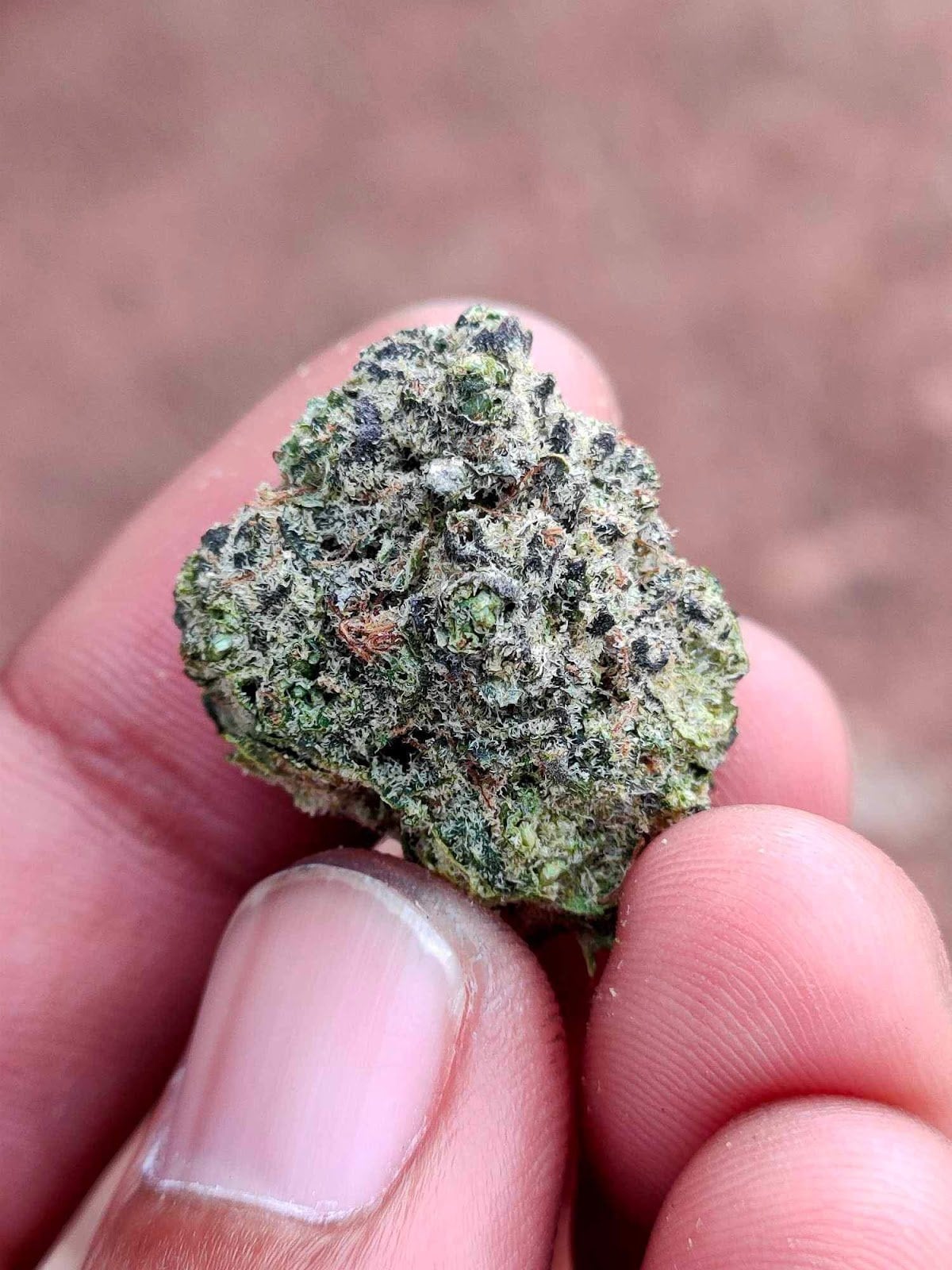 Cannabis Way