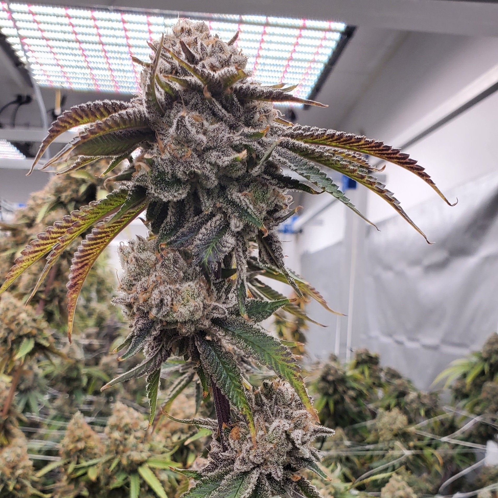Vinaweed Horticulter