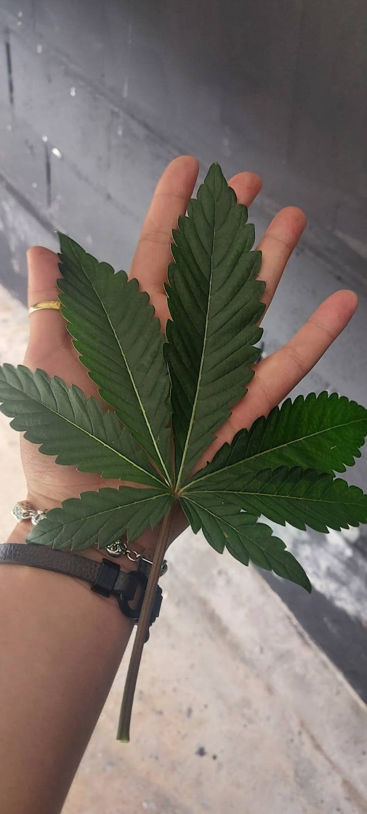 Heaven Og 420Th