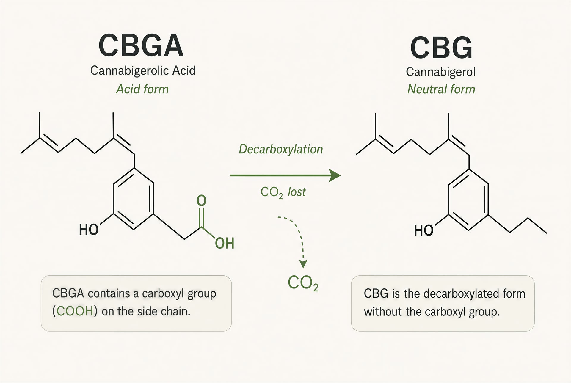 Schematic showing CBGA converting to CBG by decarboxylation