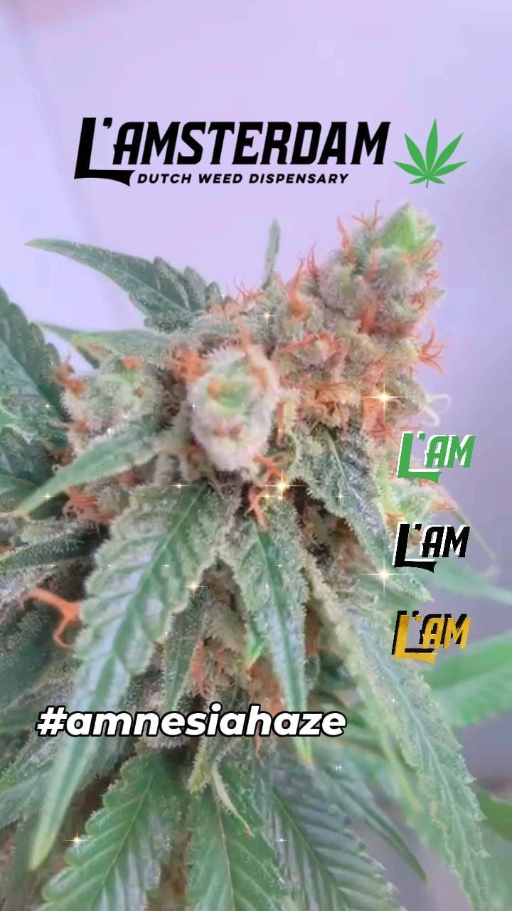 L'Amsterdam Dutch Weed Dispensary Bangkok Cannabis Marijuana Ganja