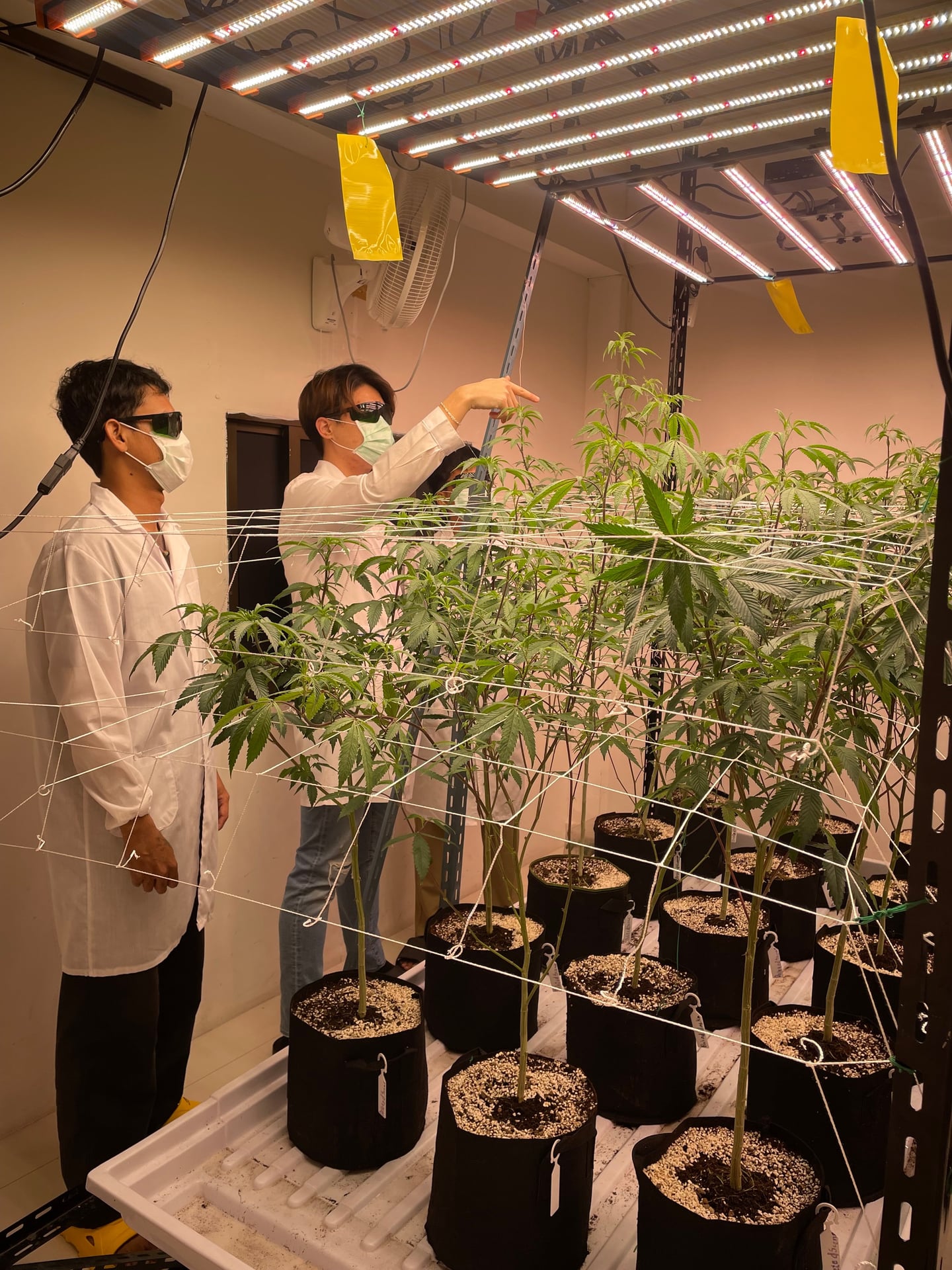 High And Stoned Cannabis Dispensary Hatyai