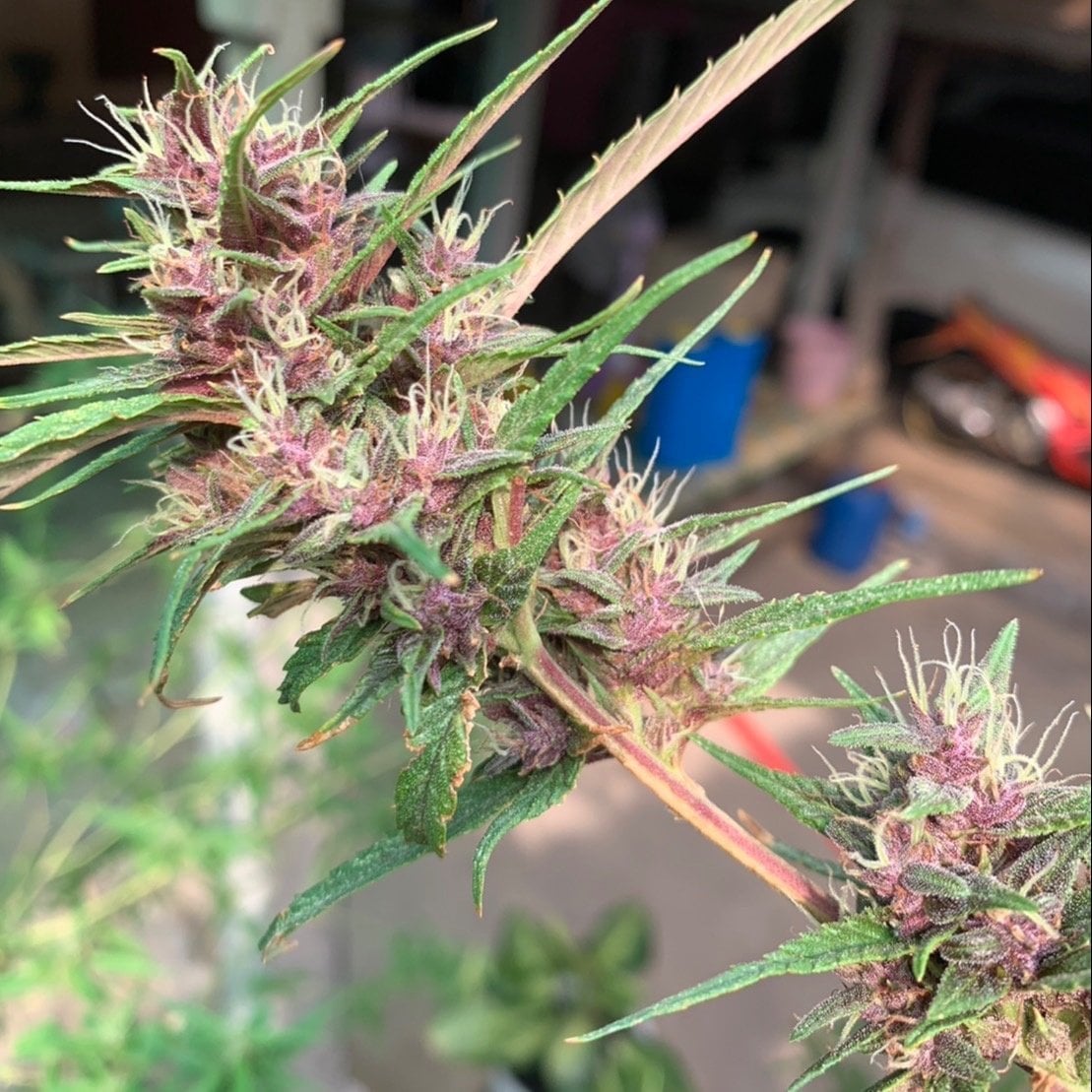 Marijuana One