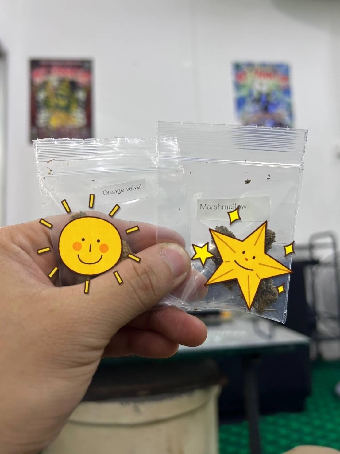 Cosmos Cannabis