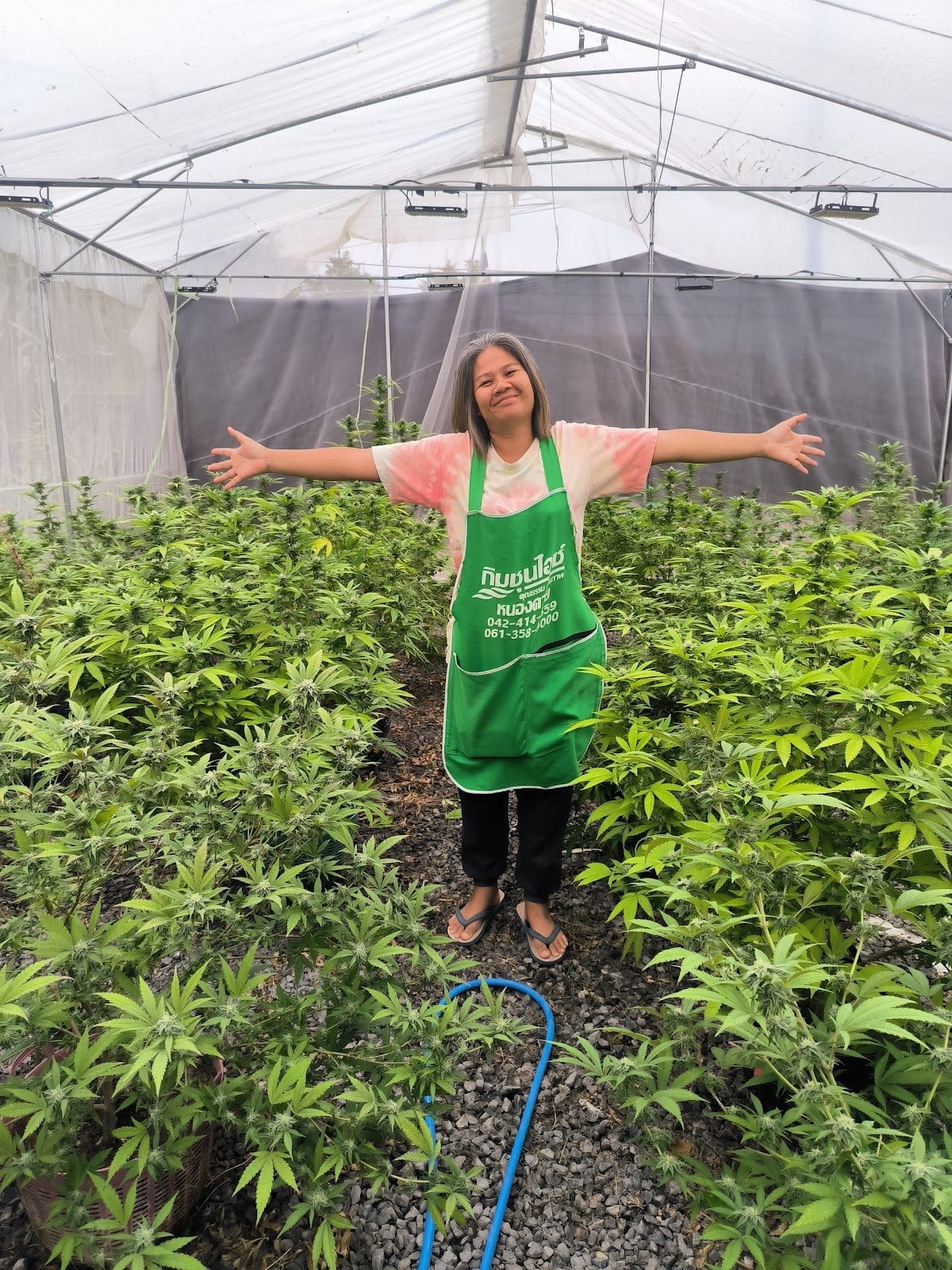 Pakoweed Marijuana