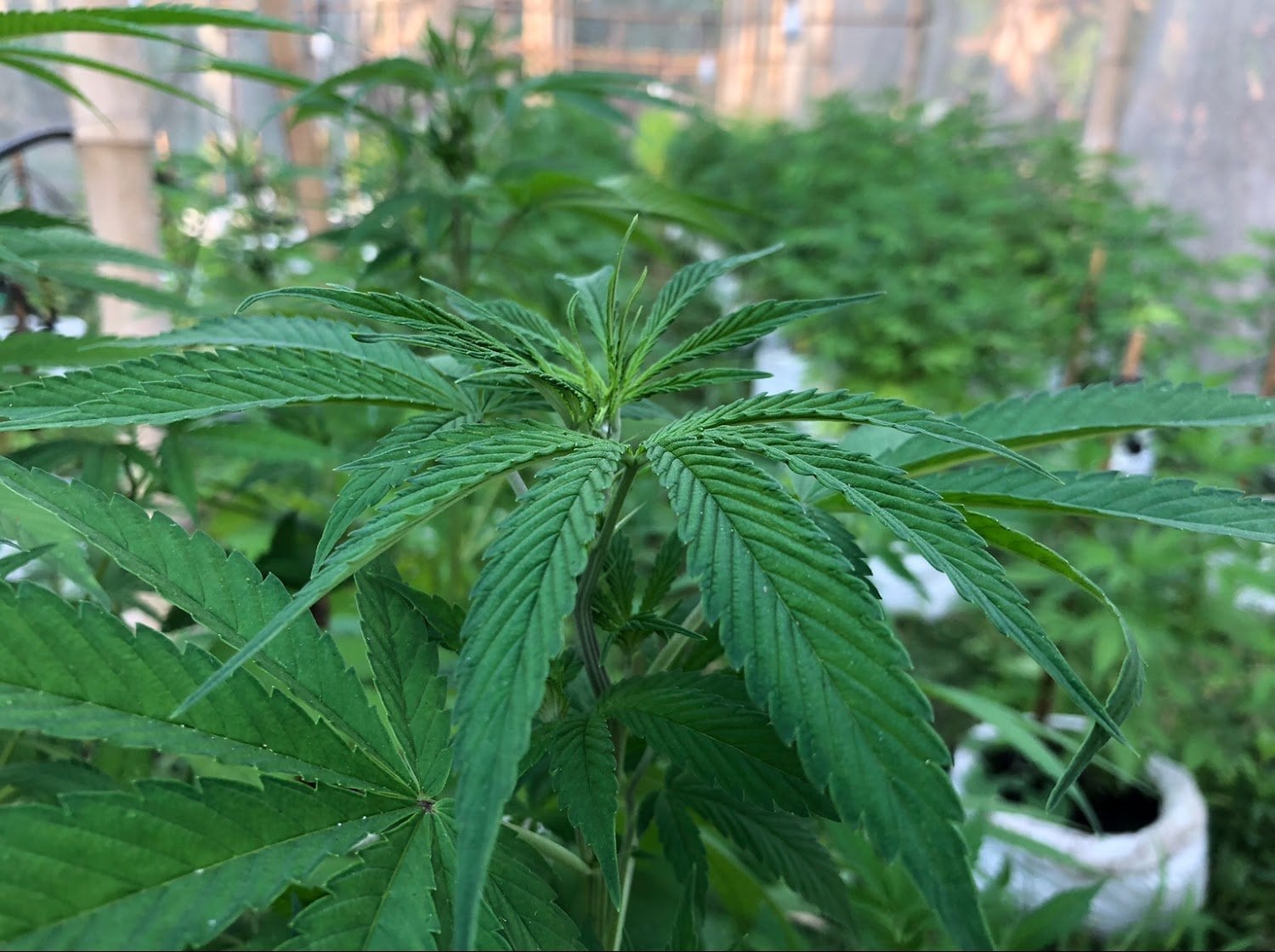 Sai Yok Cannabis Garden
