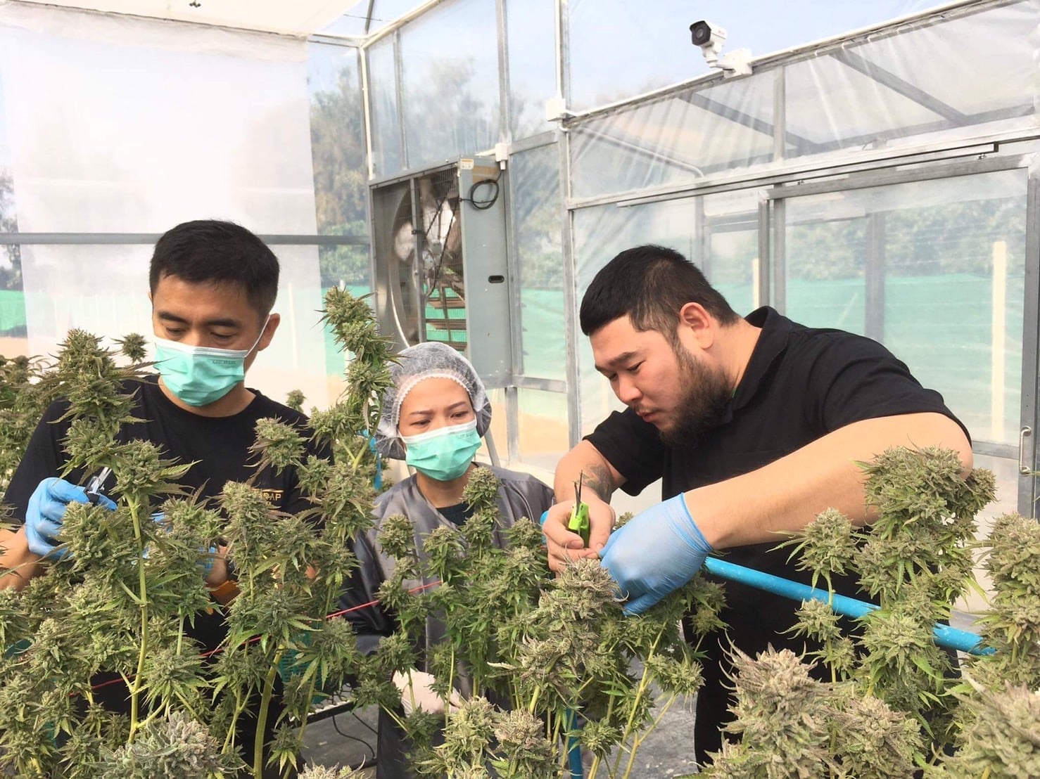 Buzzup Cannabis Shop & Guesthouse - Fang's Unique Terroir & Terpene-Rich