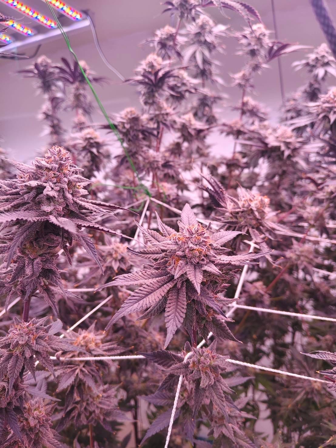 Happy Island OG by.Klong Nin