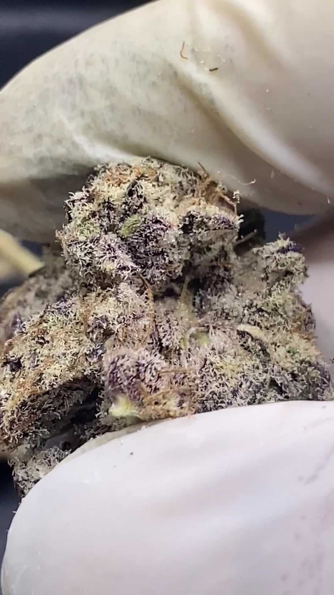 High Hello 420 Farm