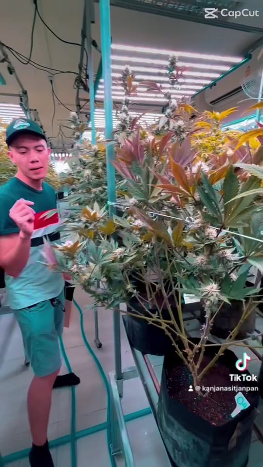The Exotic Cannabis